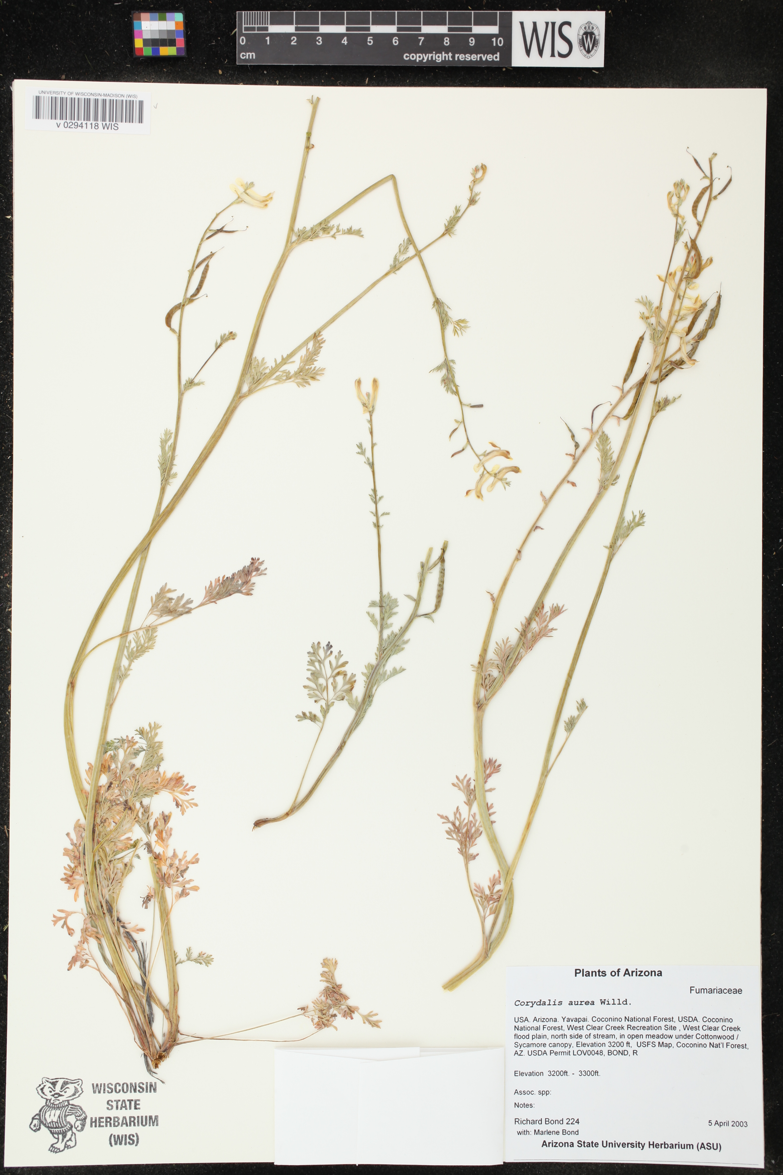 Image of Corydalis aurea