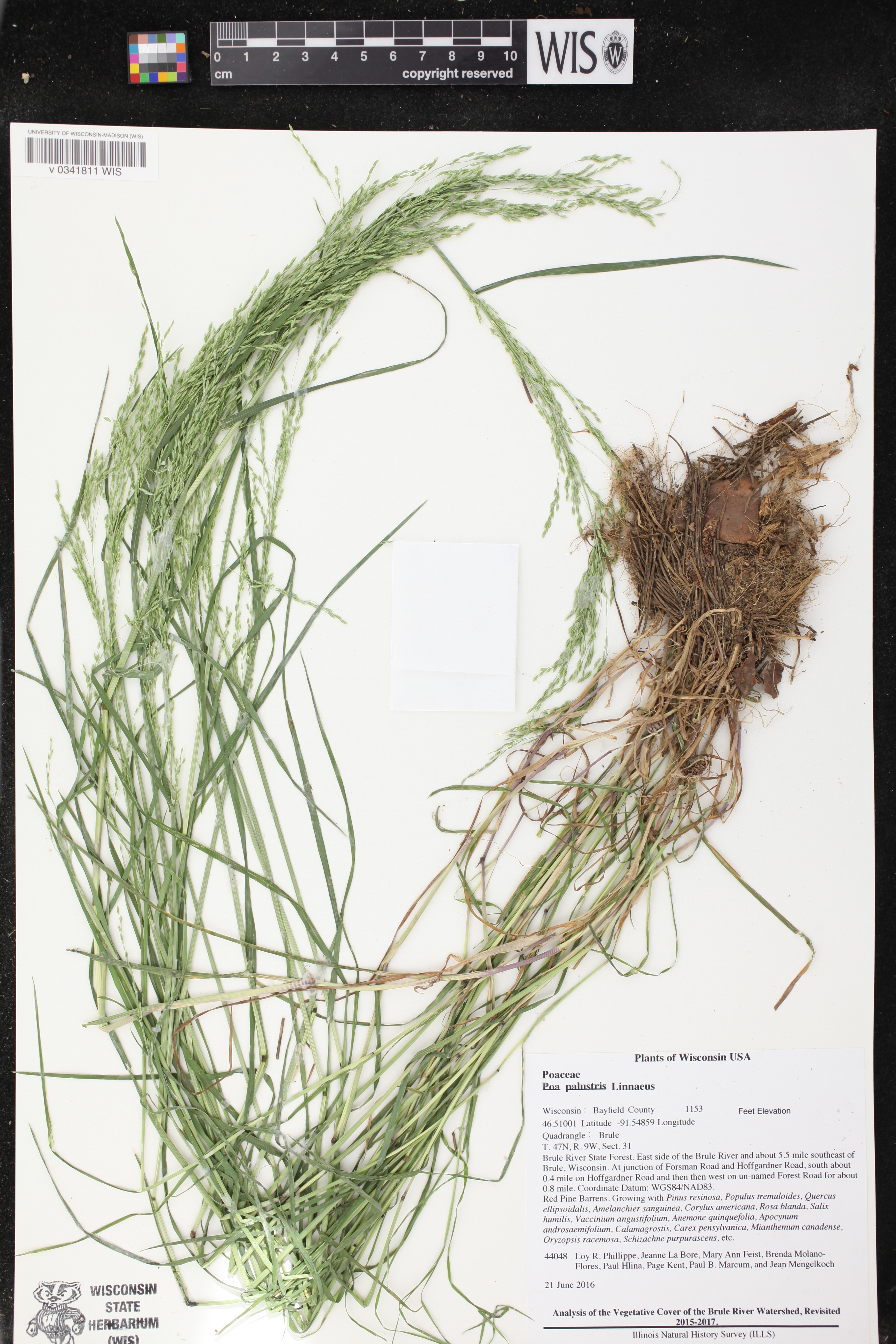 Poa palustris image