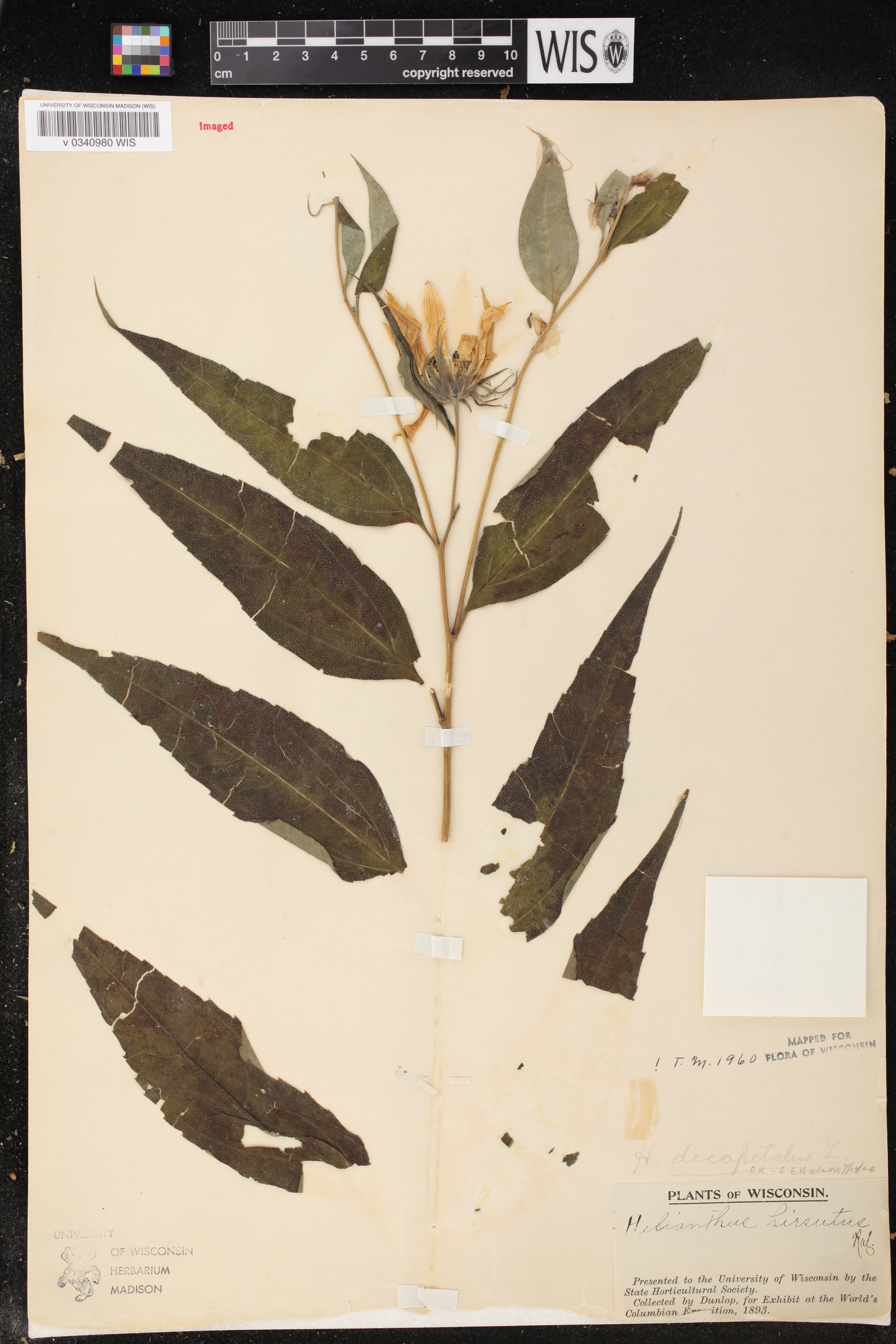 Helianthus decapetalus image