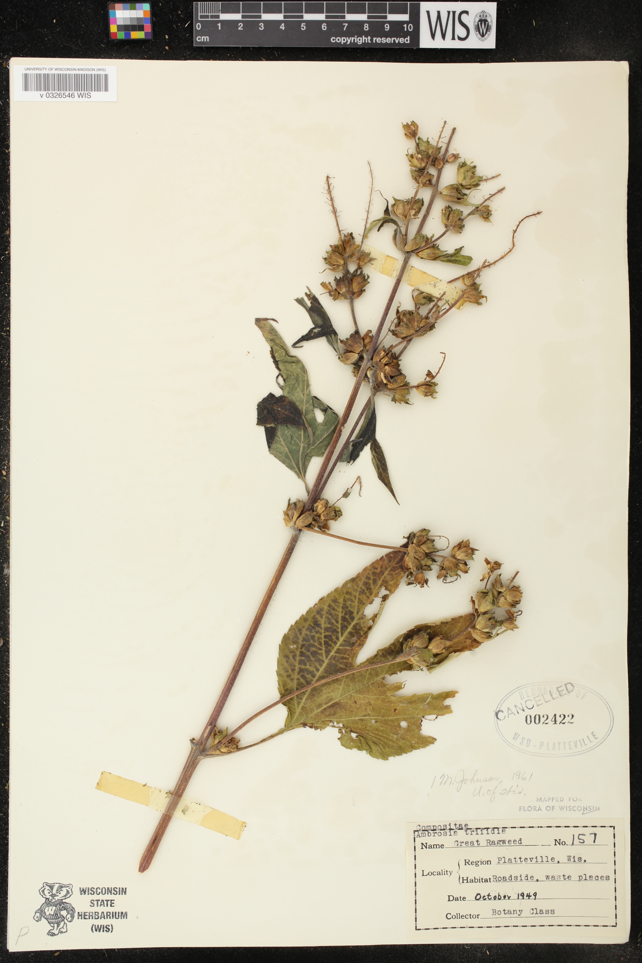 Ambrosia trifida image