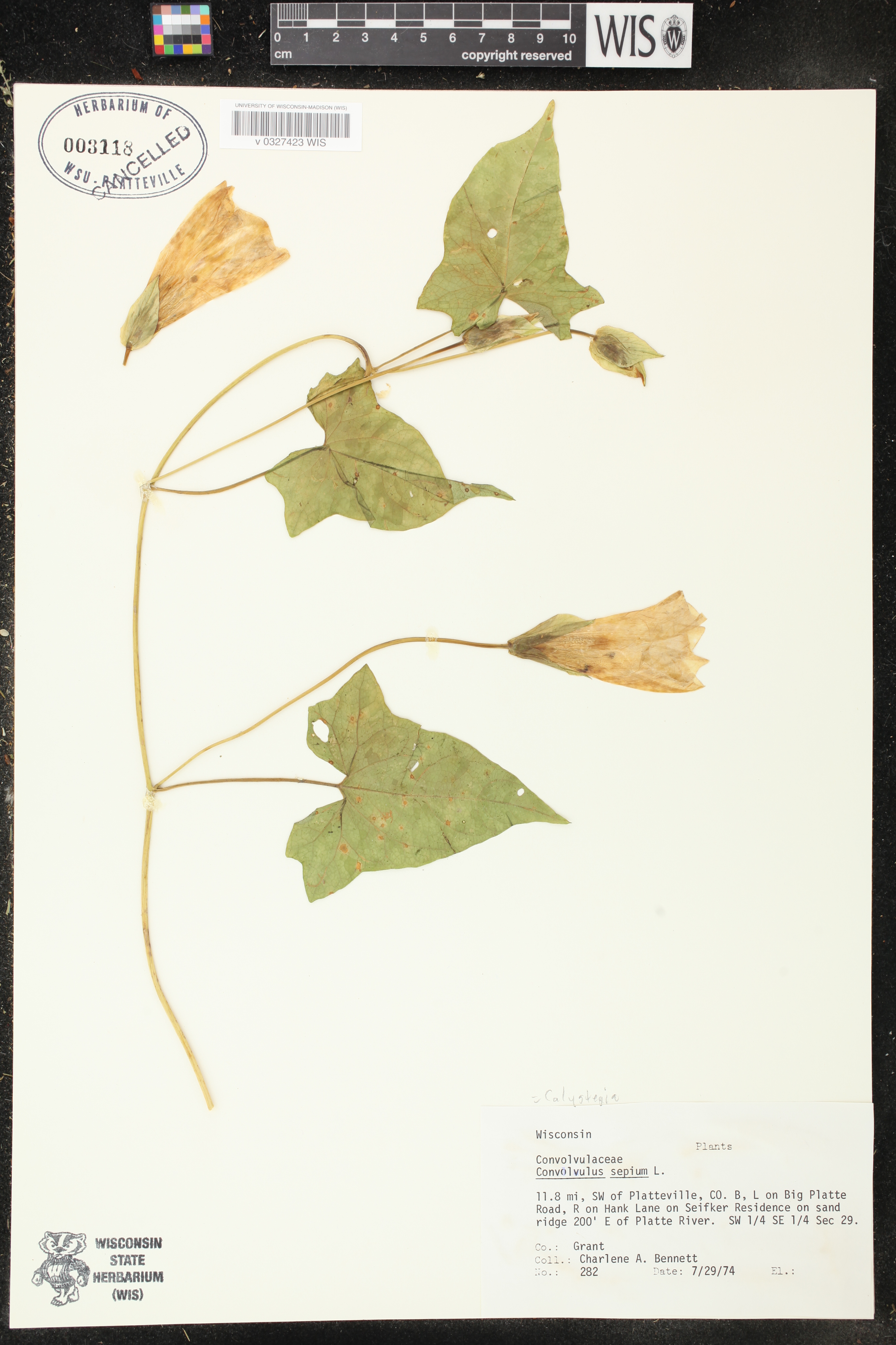 Calystegia sepium image