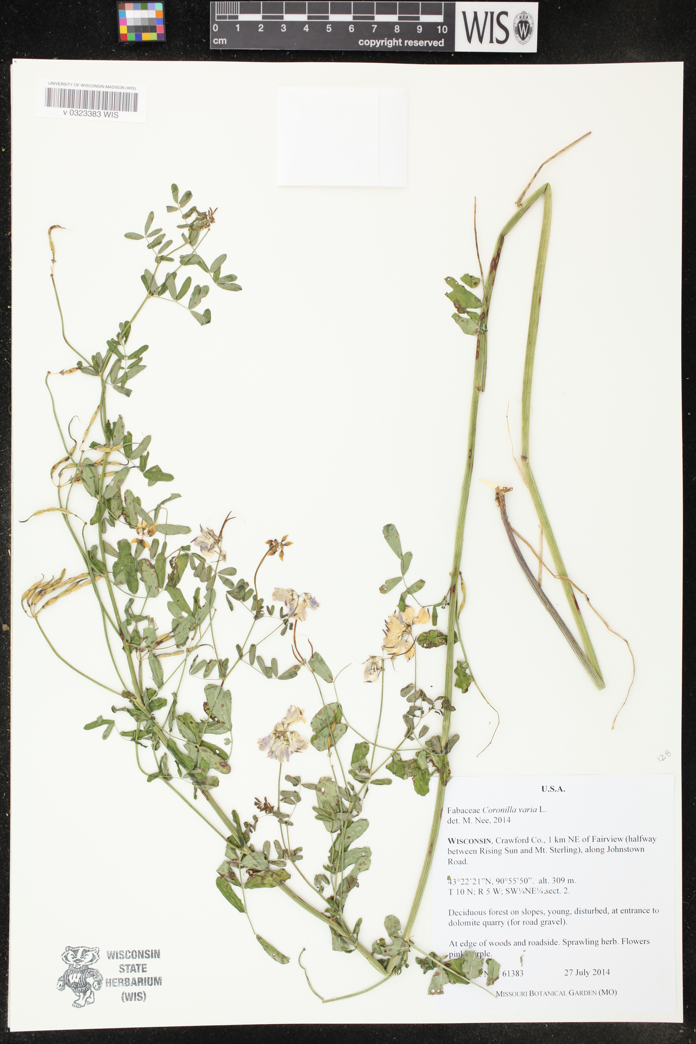 Securigera varia image