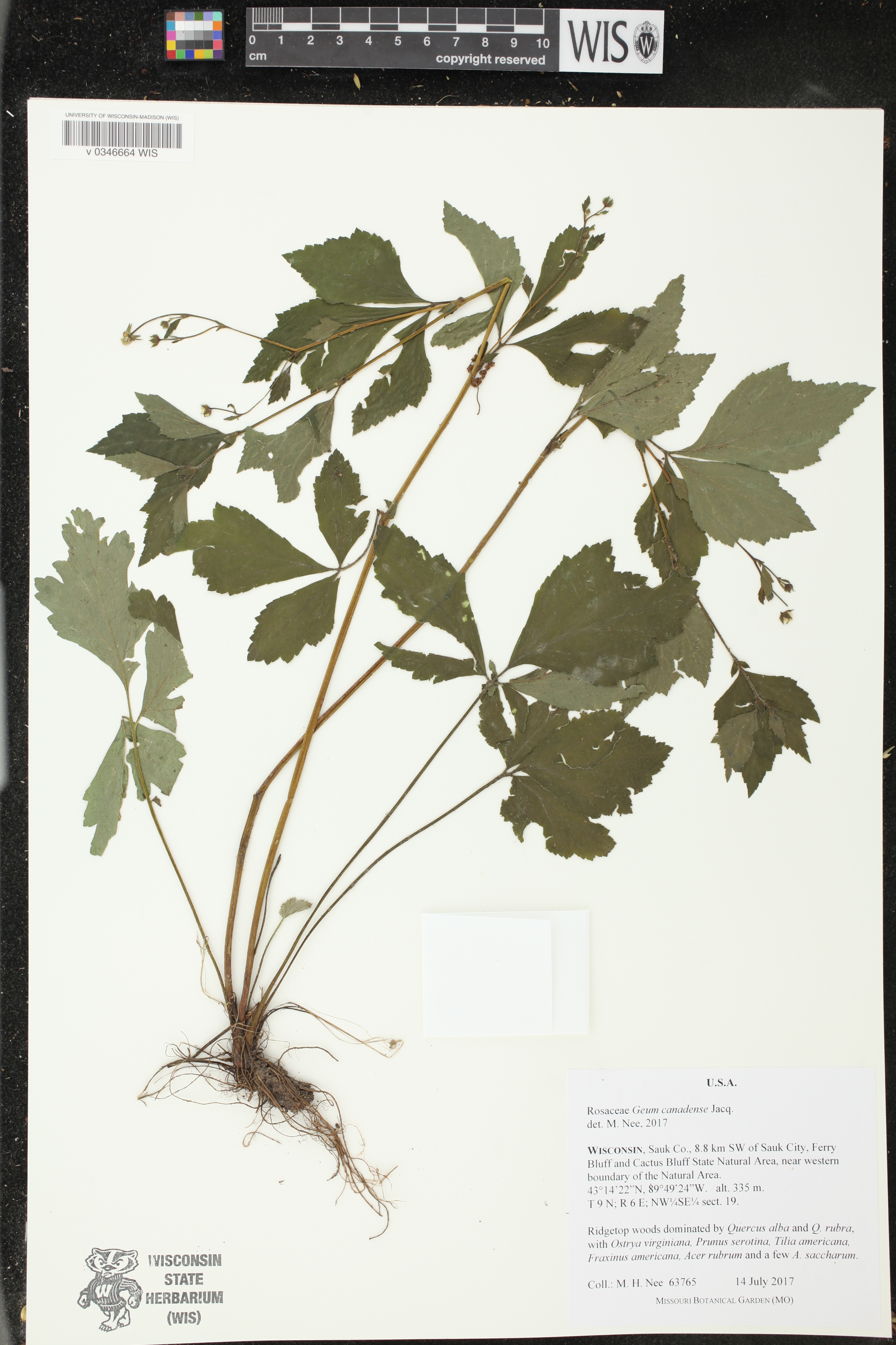 Geum canadense image