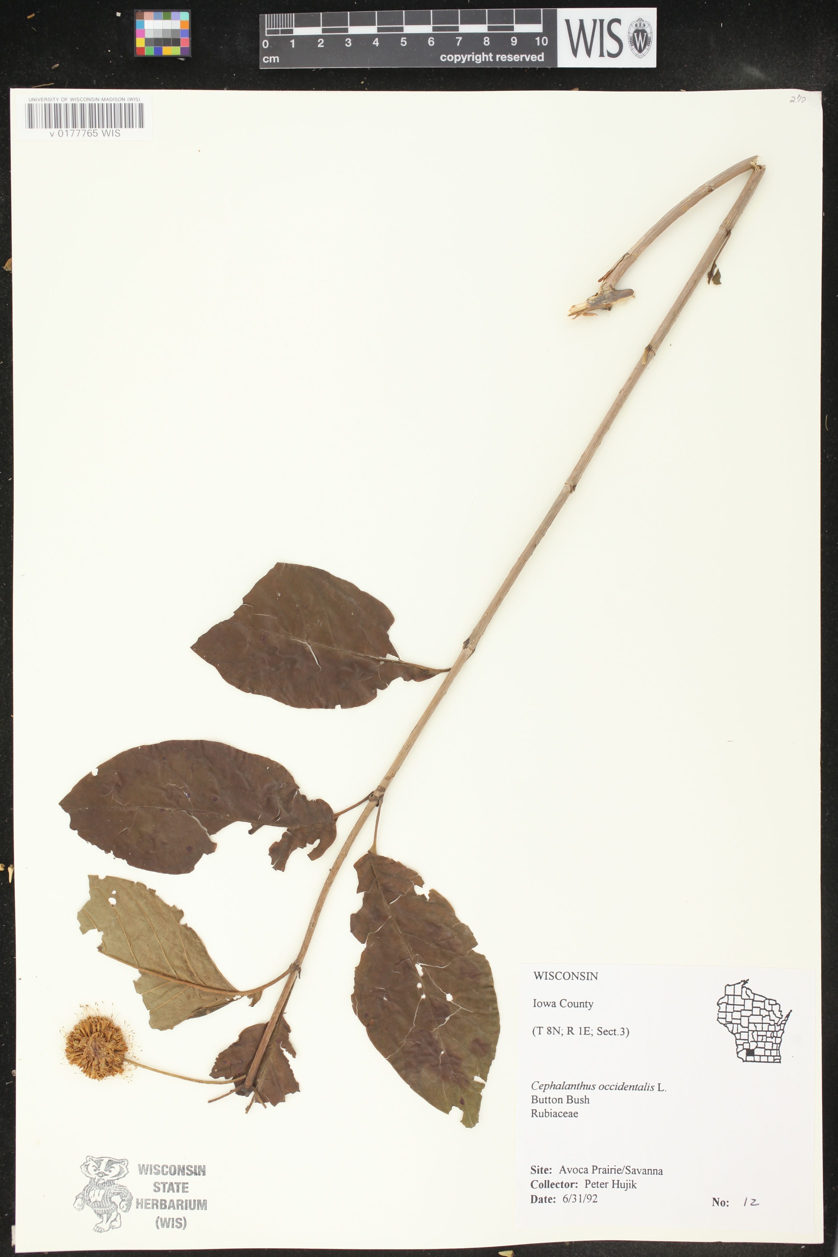 Cephalanthus occidentalis image