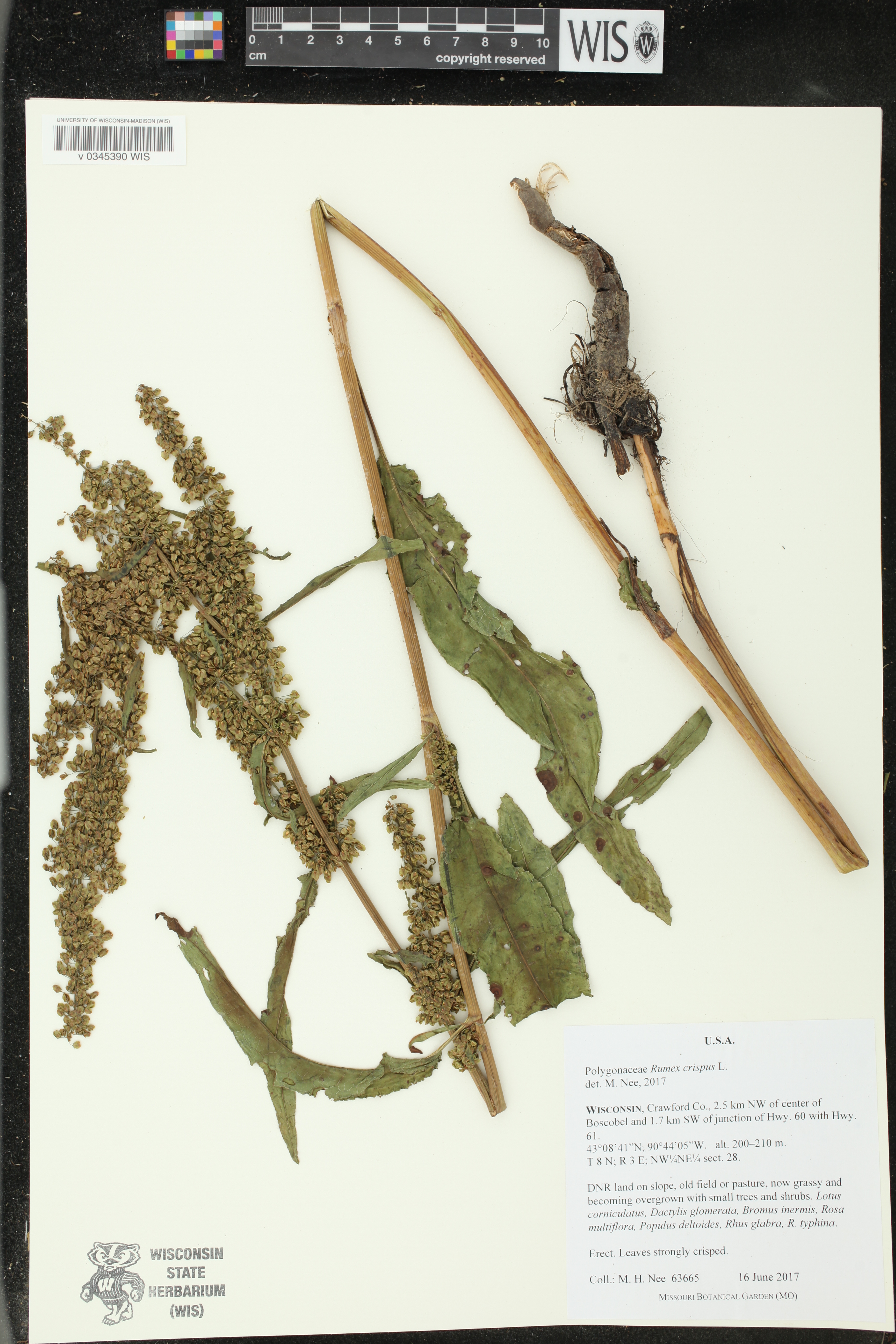 Rumex crispus image