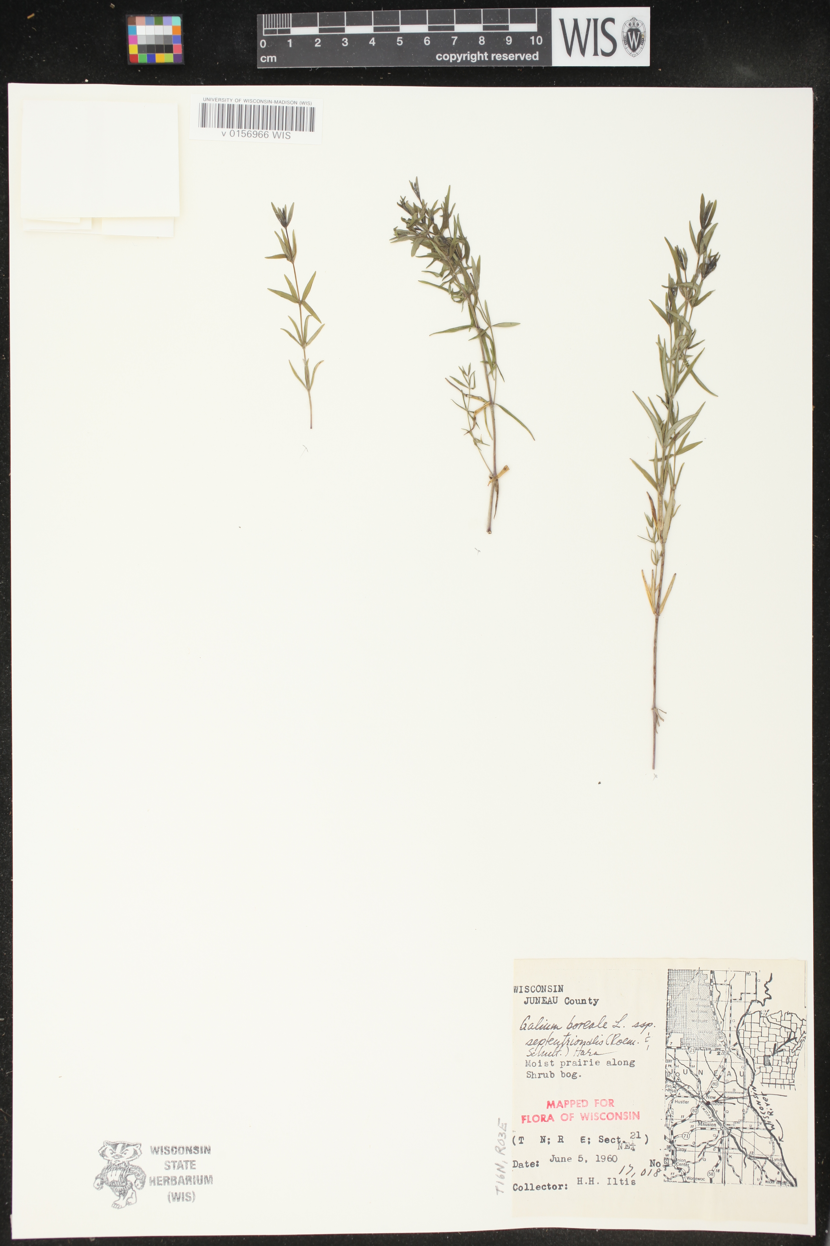 Galium boreale image