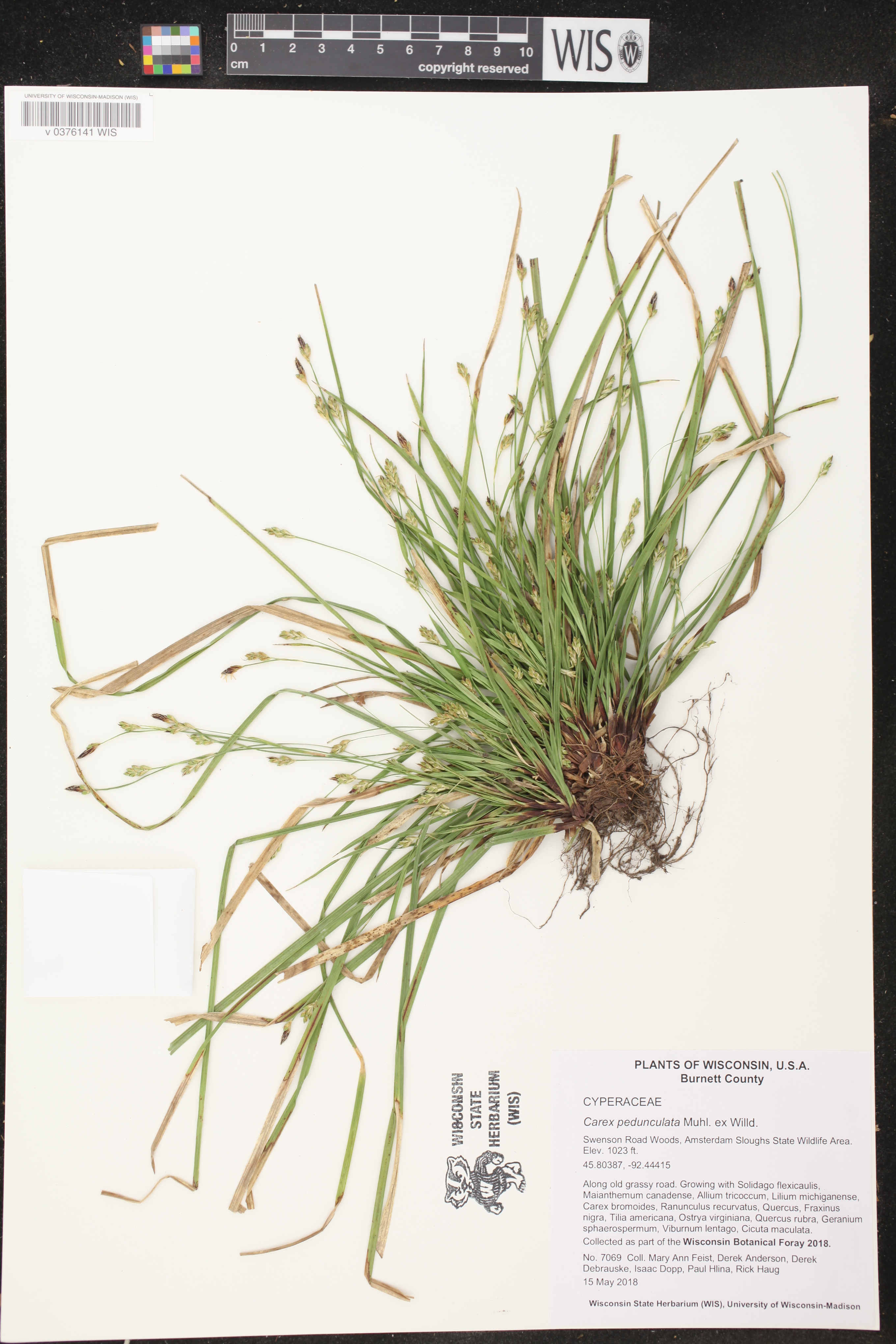 Carex pedunculata image