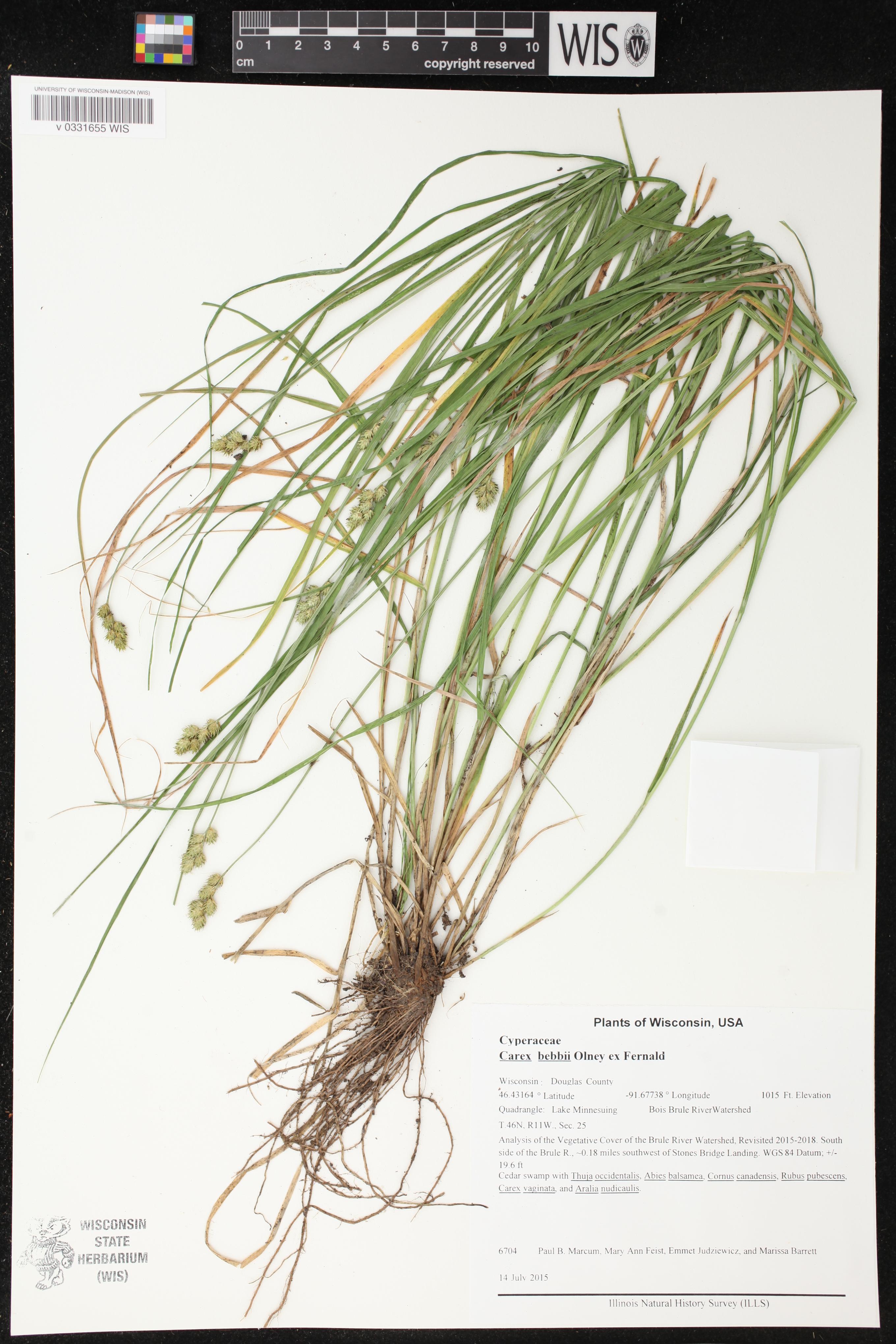 Carex bebbii image