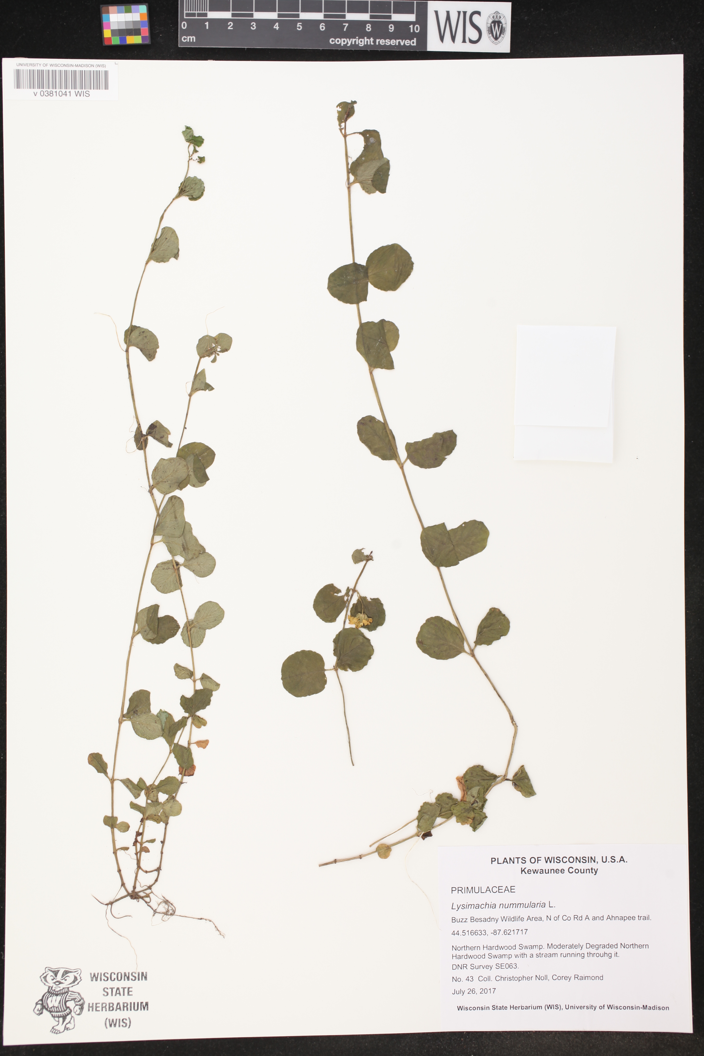 Lysimachia nummularia image