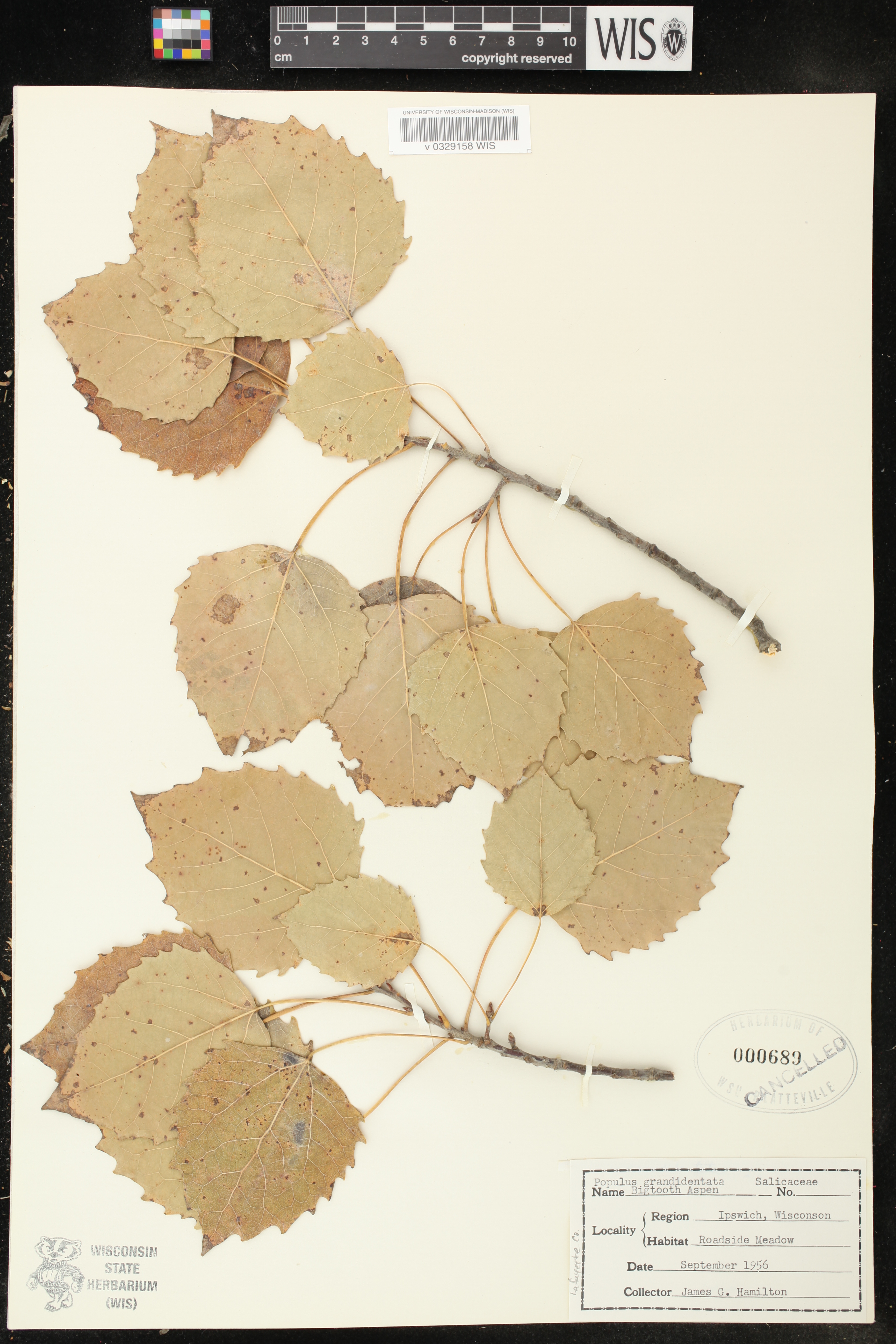 Populus grandidentata image