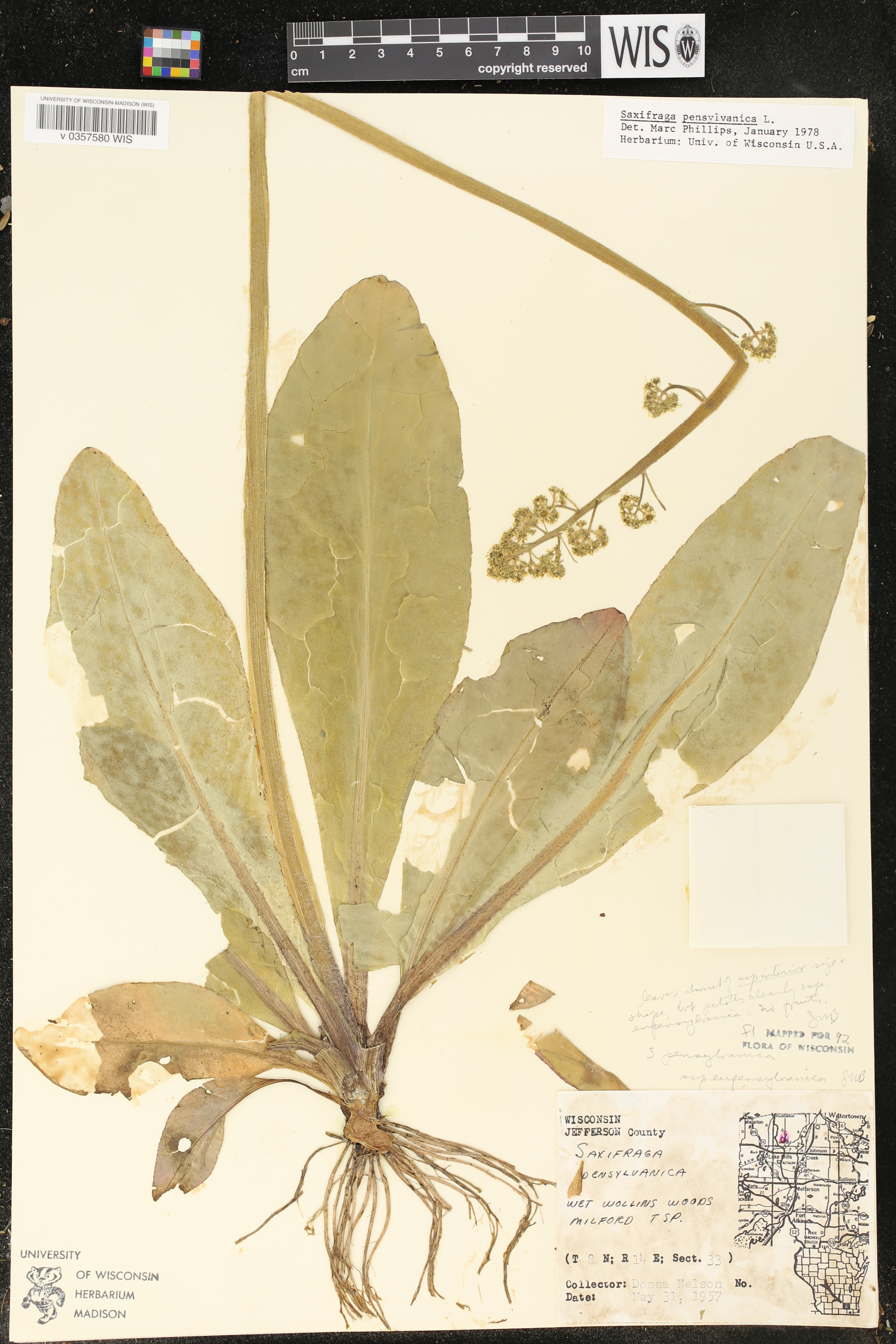 Micranthes pensylvanica image
