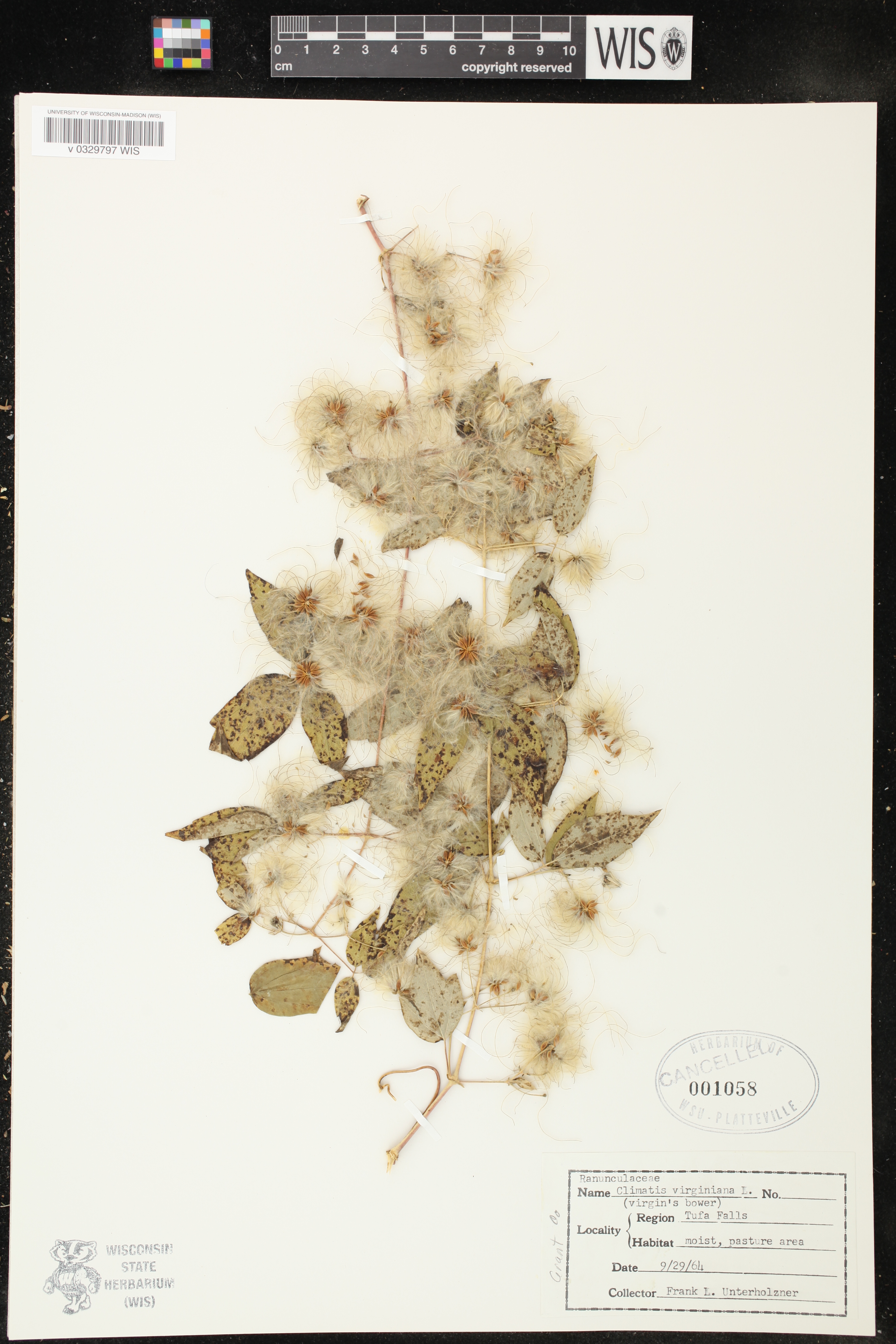 Clematis virginiana image