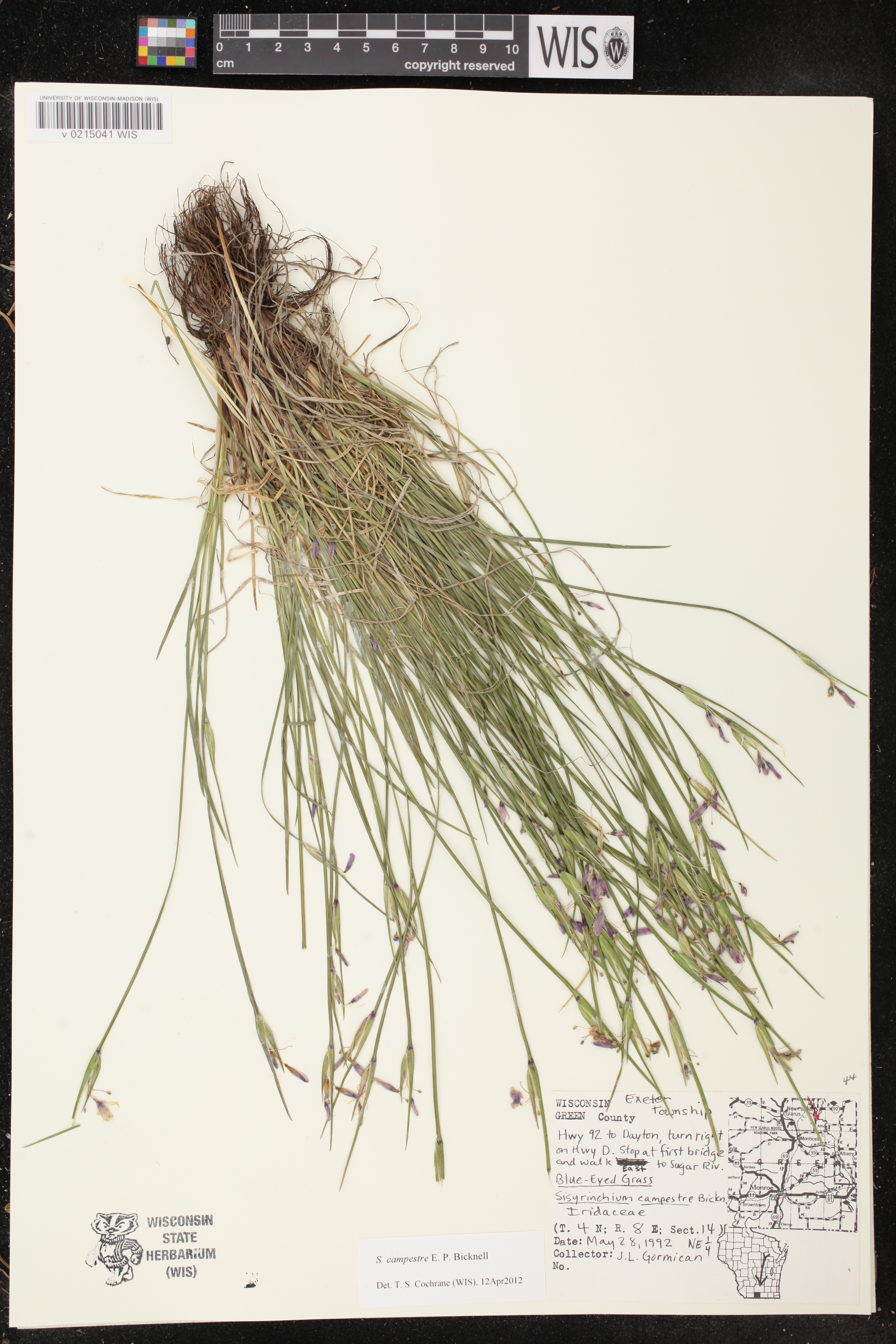 Sisyrinchium campestre image