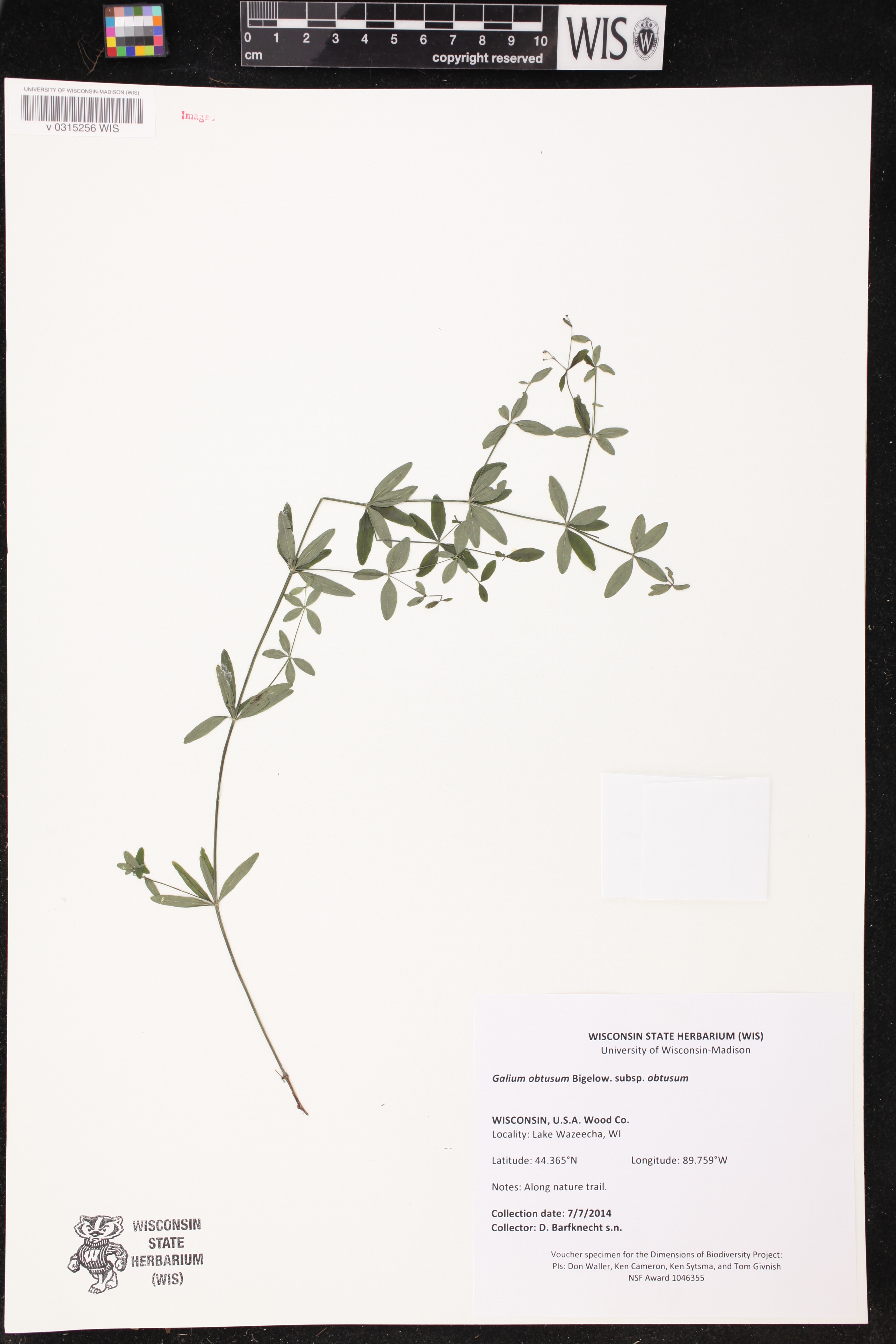 Galium obtusum subsp. obtusum image