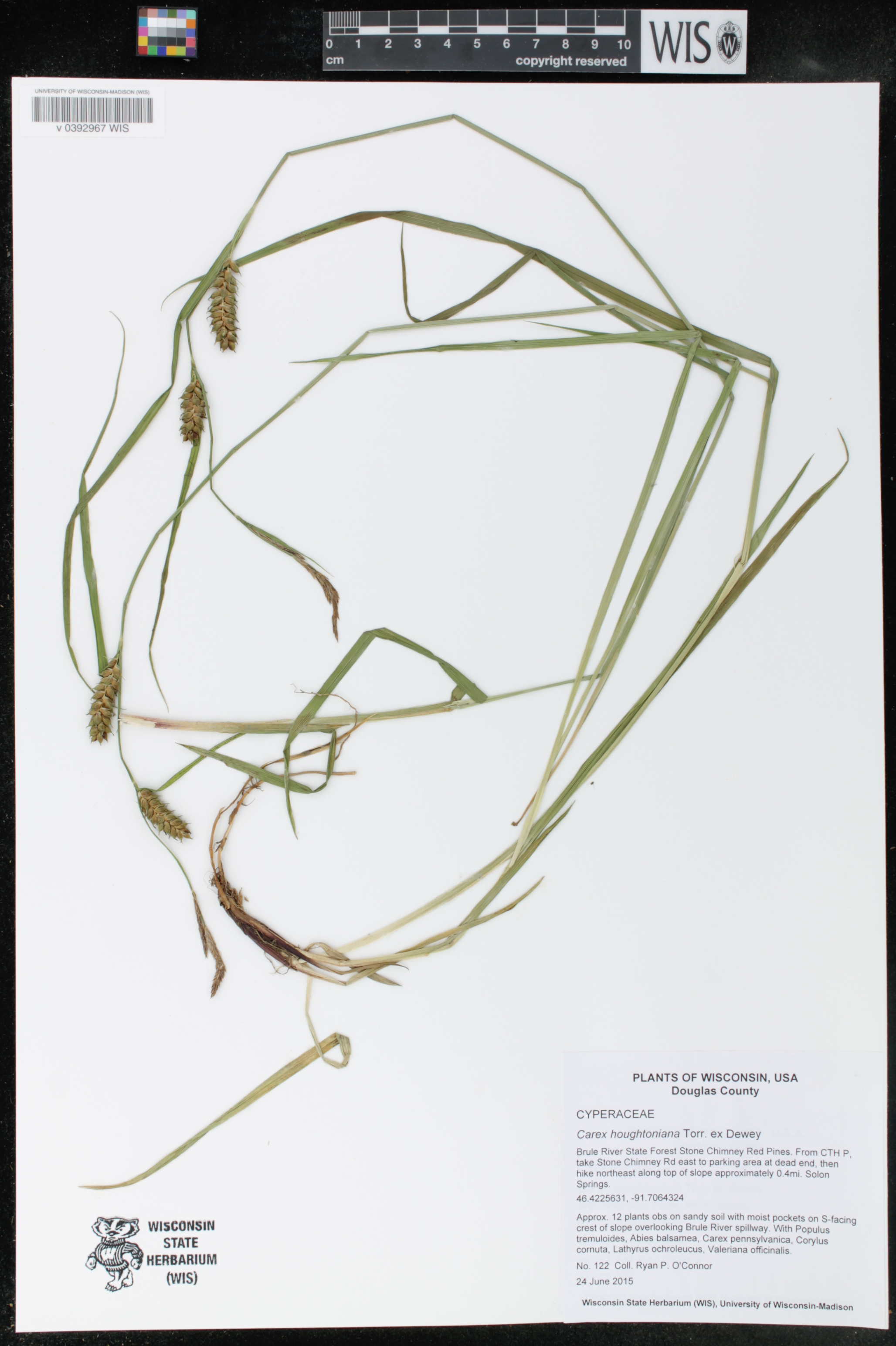 Carex houghtoniana image
