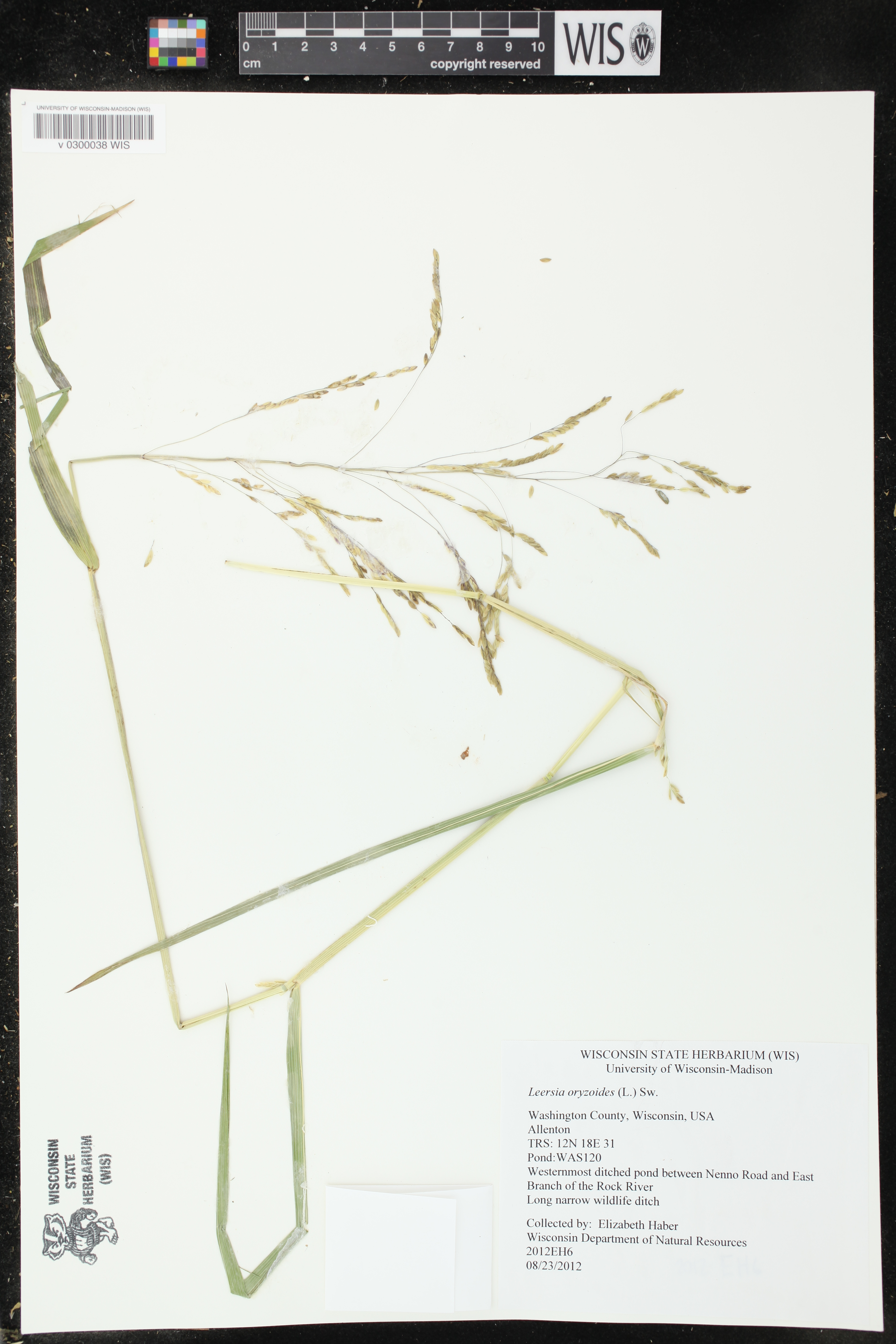 Leersia oryzoides image