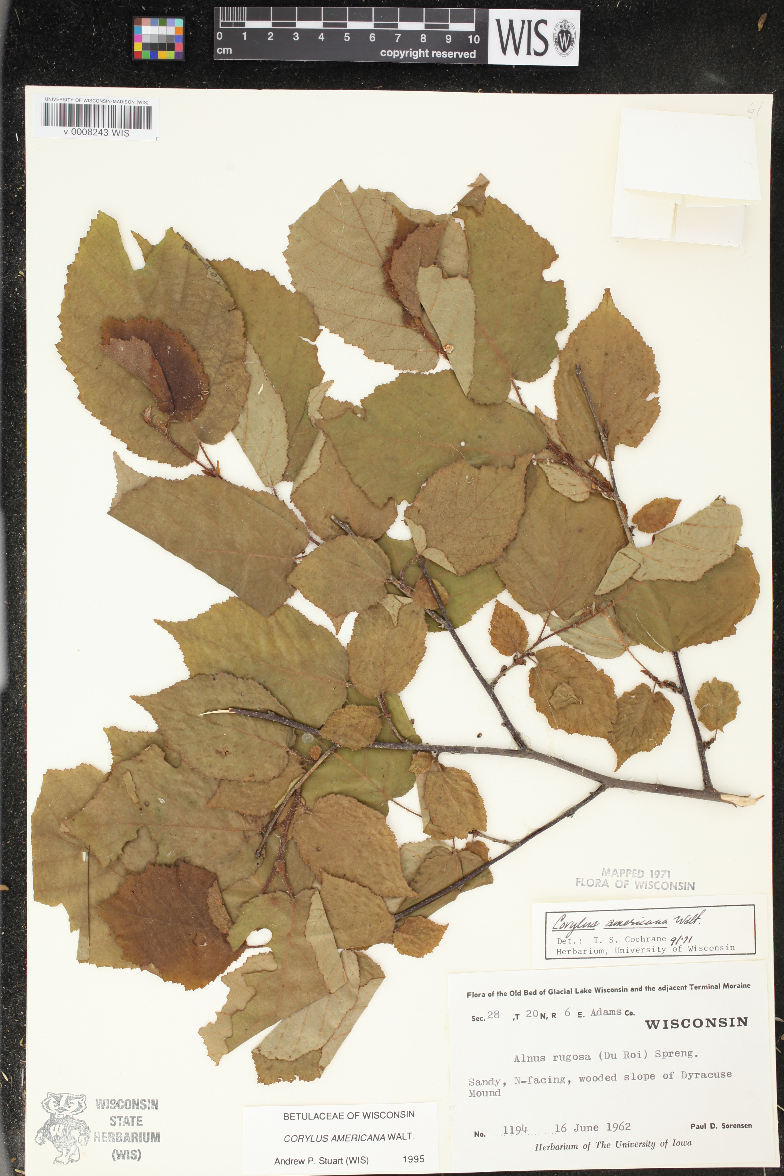 Corylus americana image