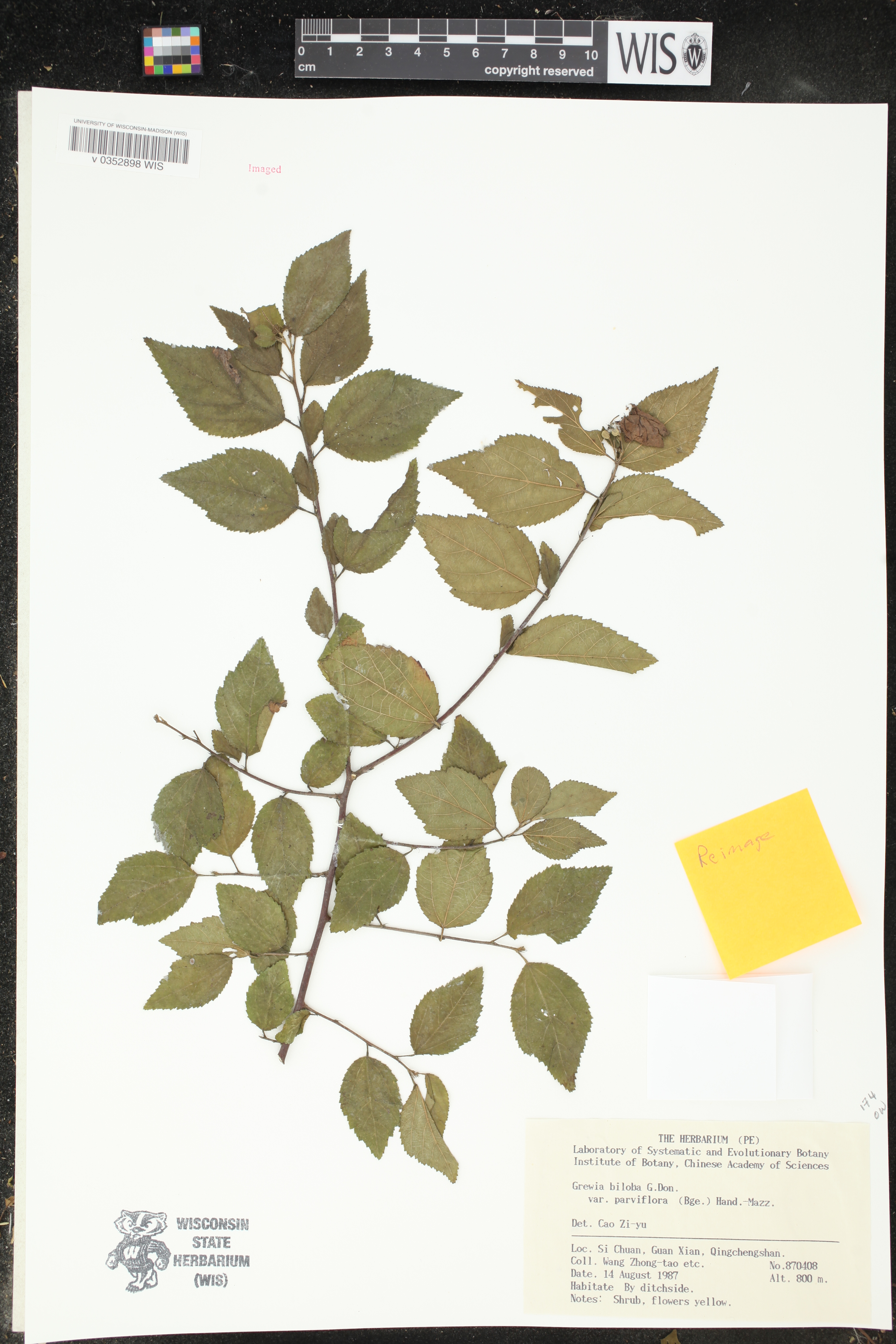 Grewia biloba var. parviflora image