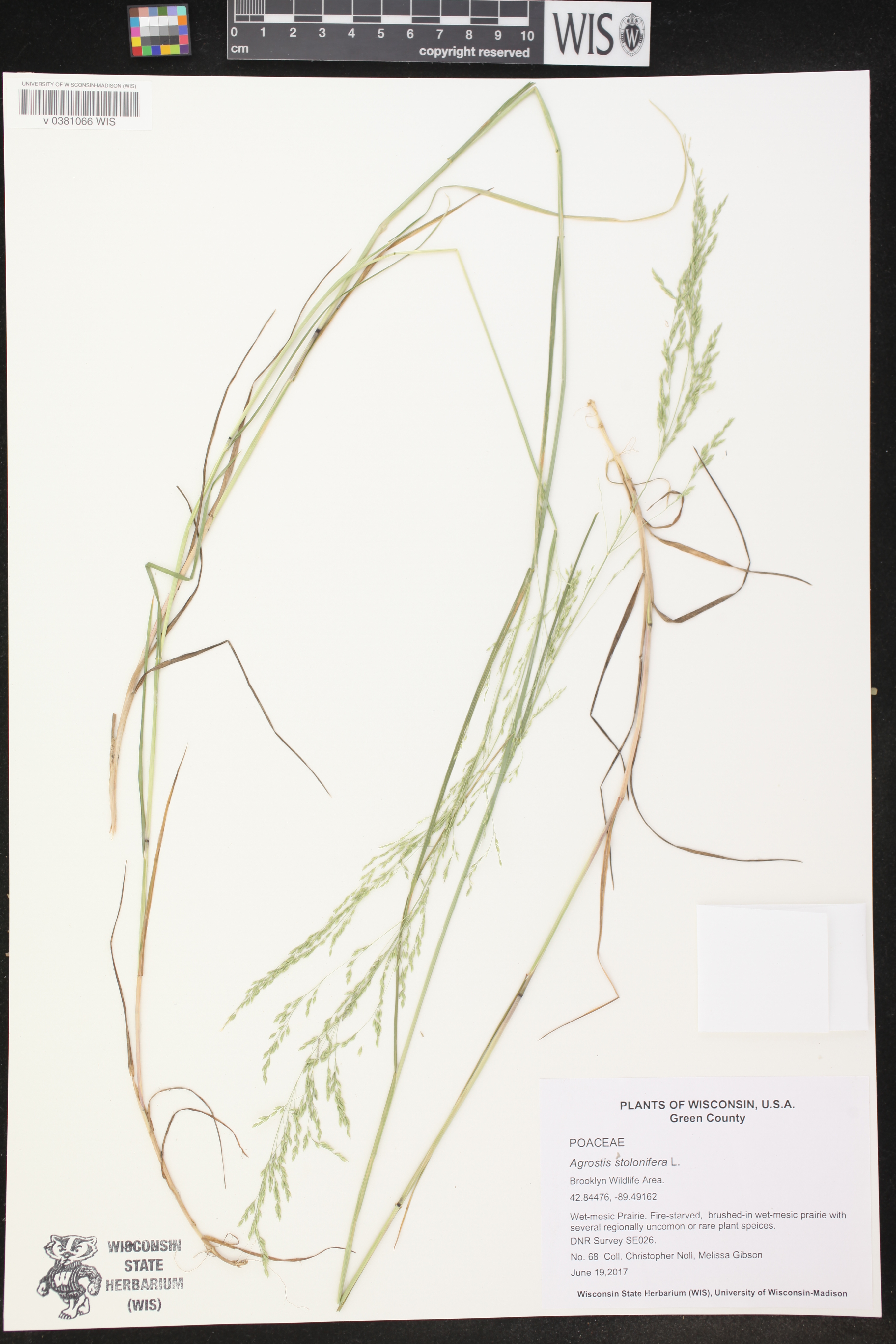 Agrostis stolonifera image