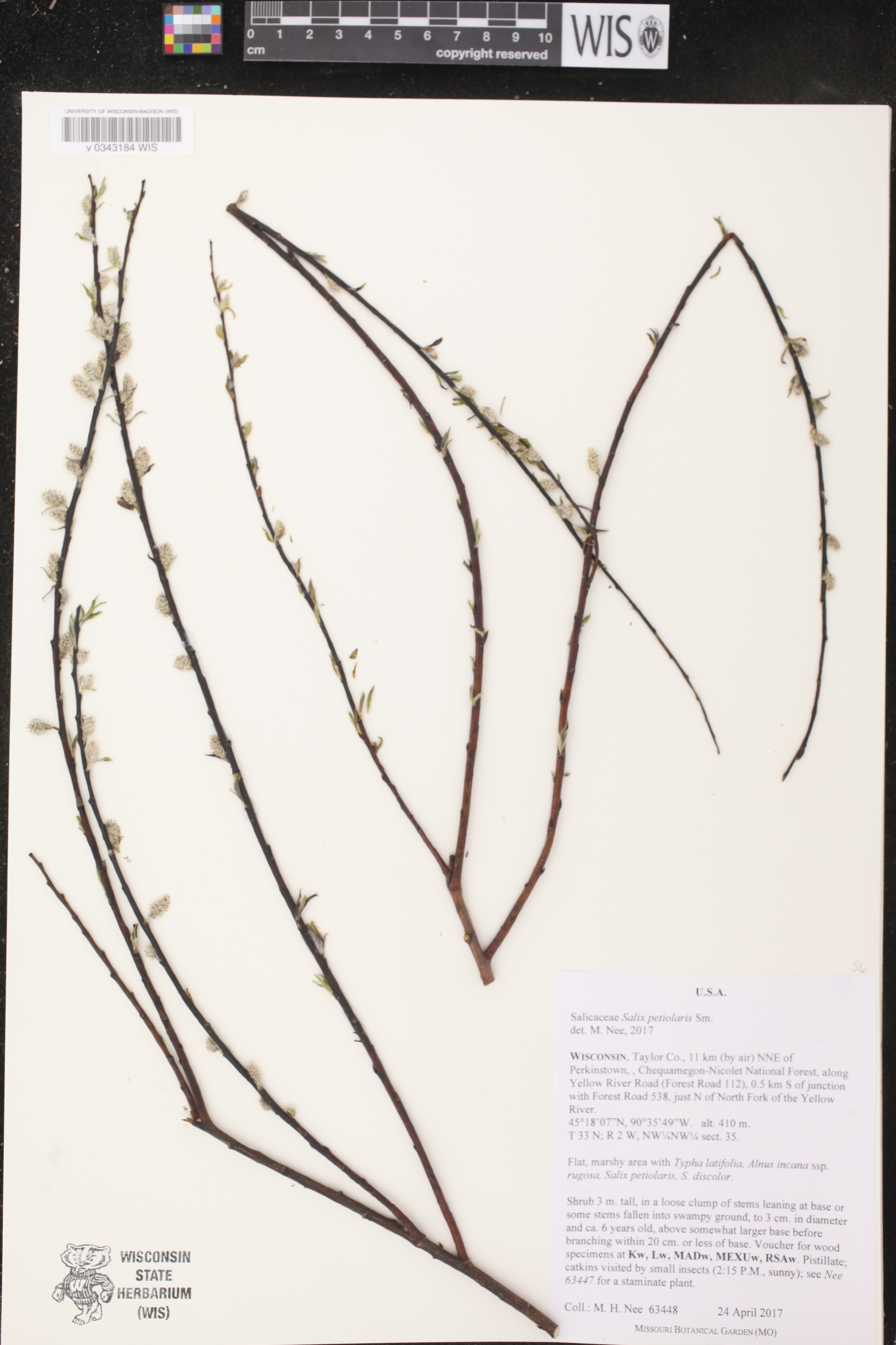 Salix petiolaris image
