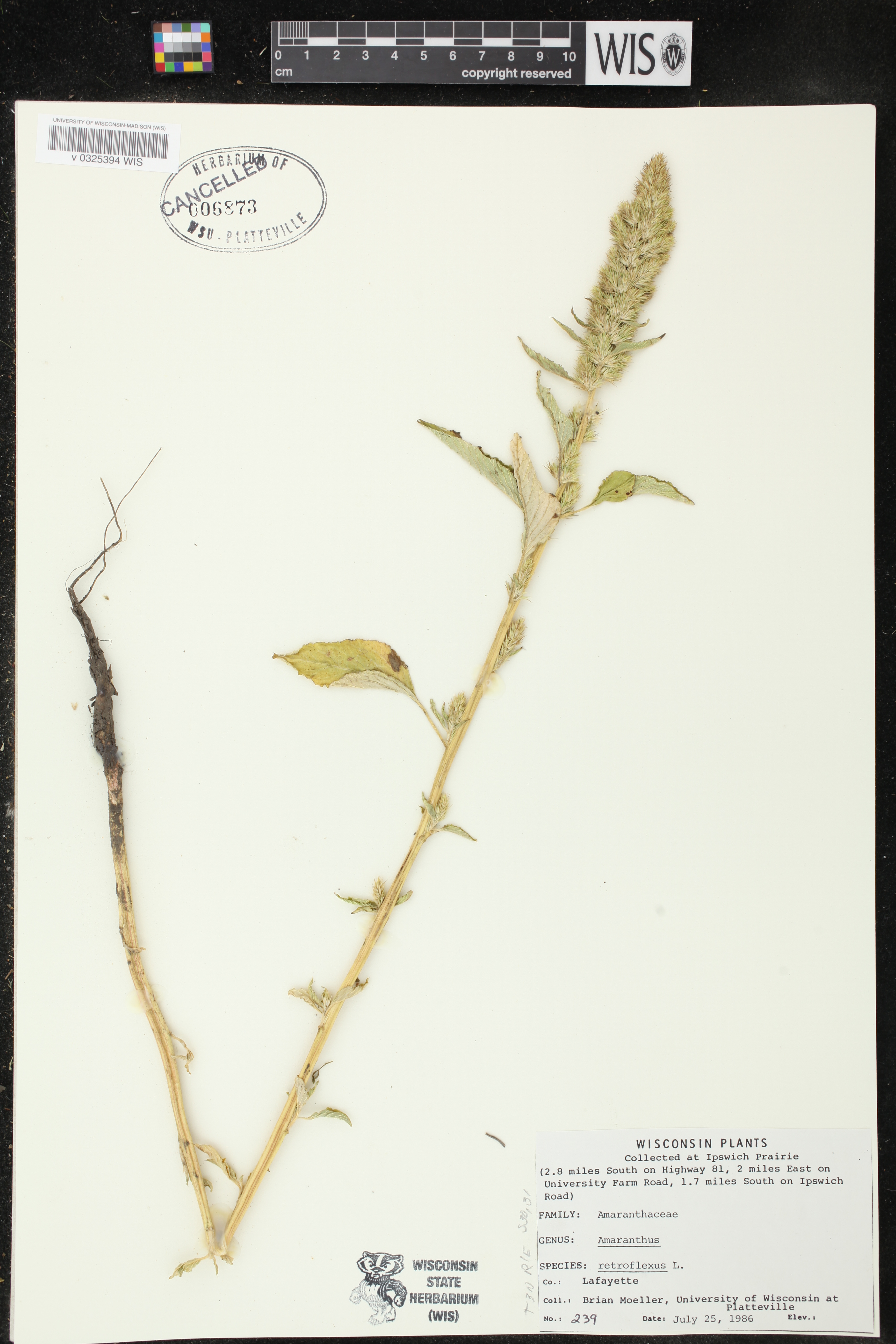 Amaranthus retroflexus image