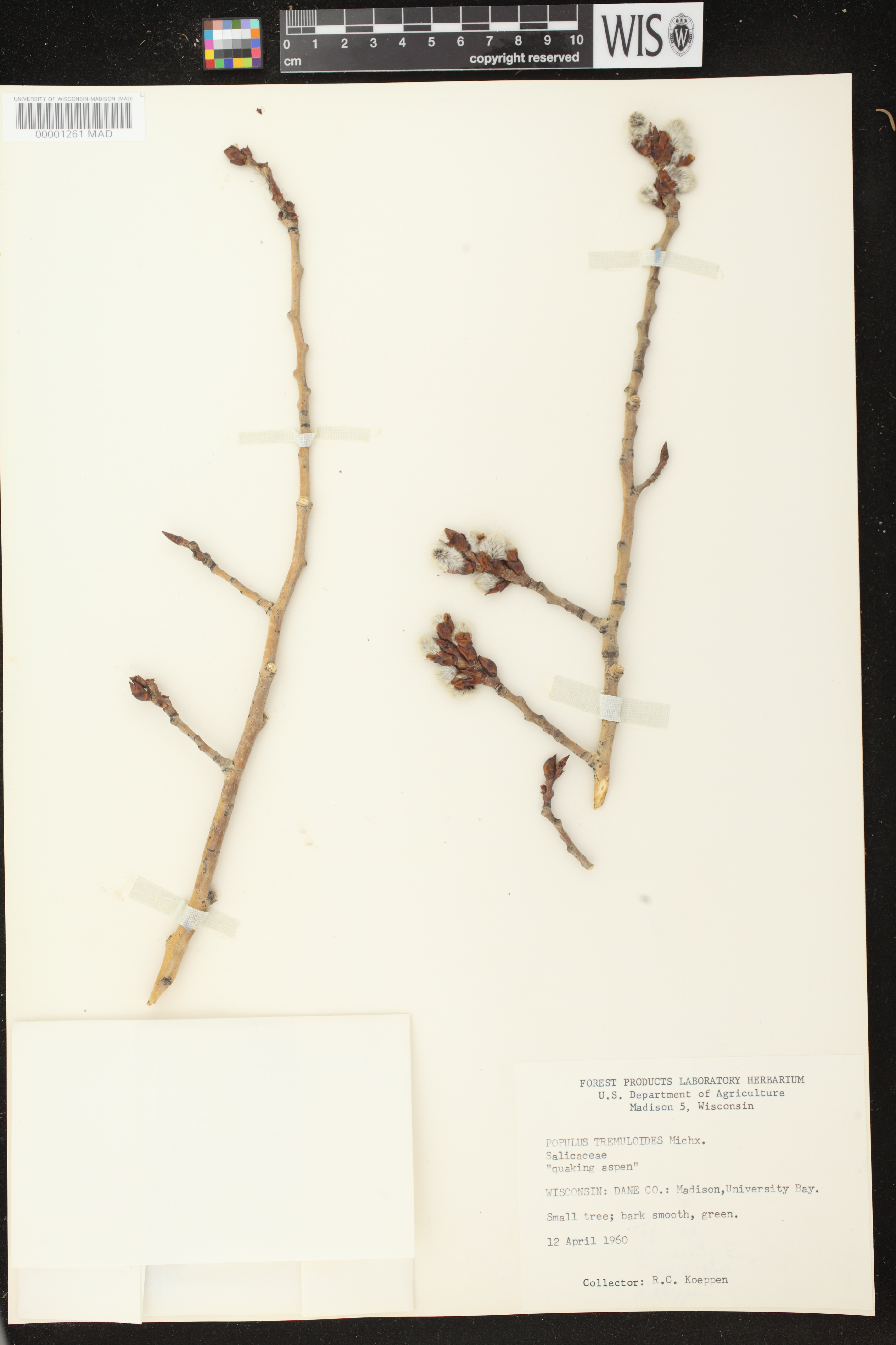 Populus tremuloides image