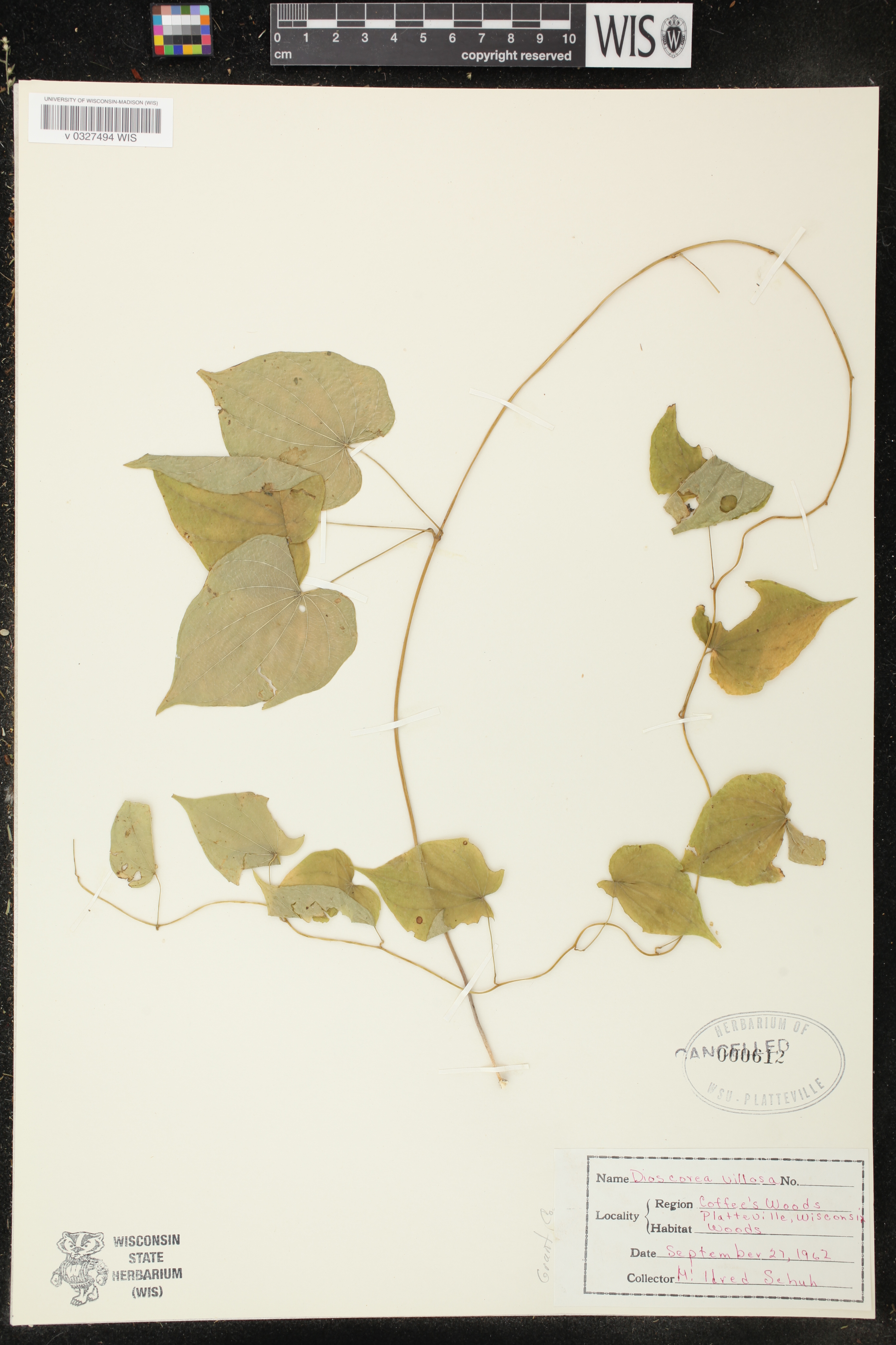 Dioscorea villosa image