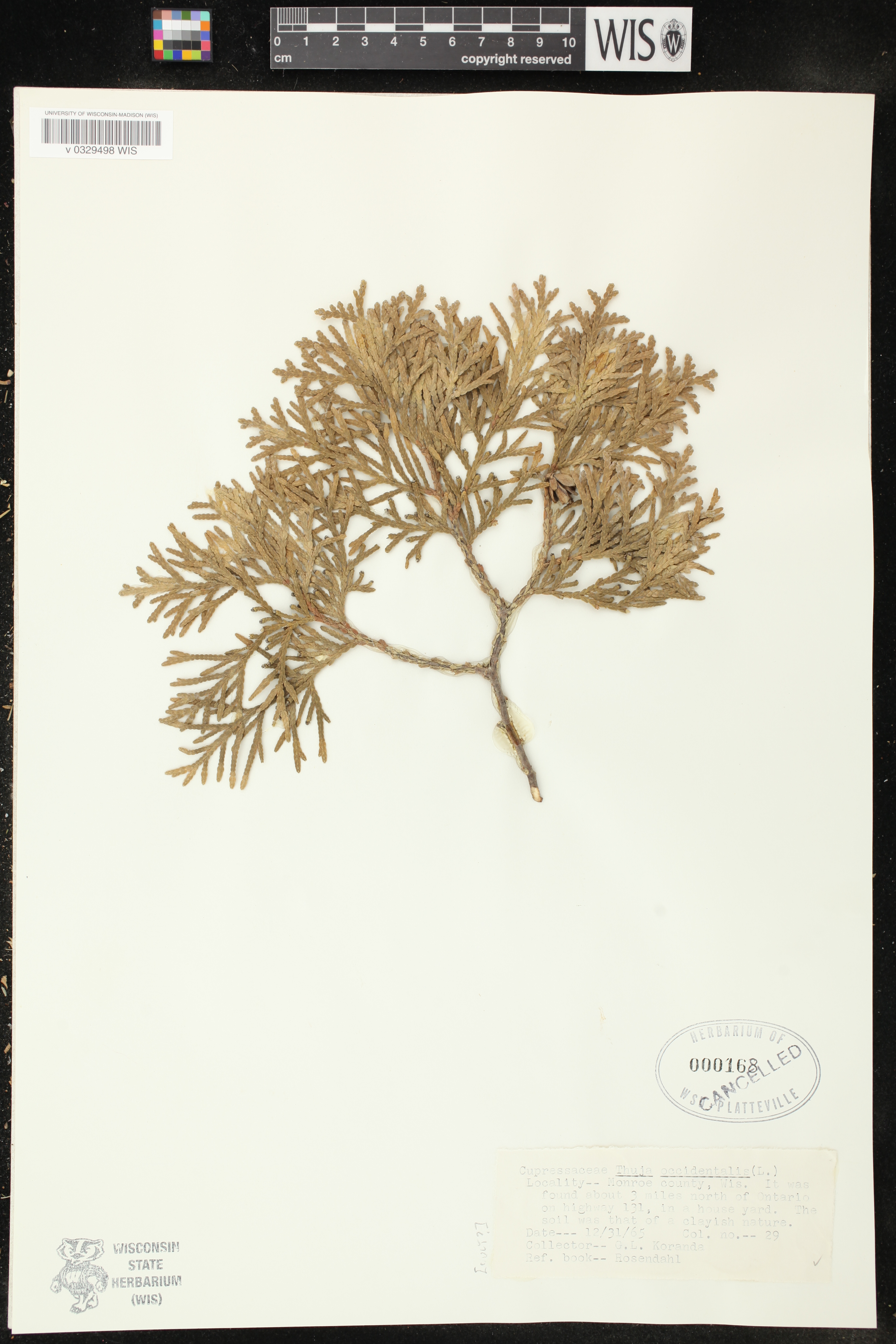Thuja occidentalis image