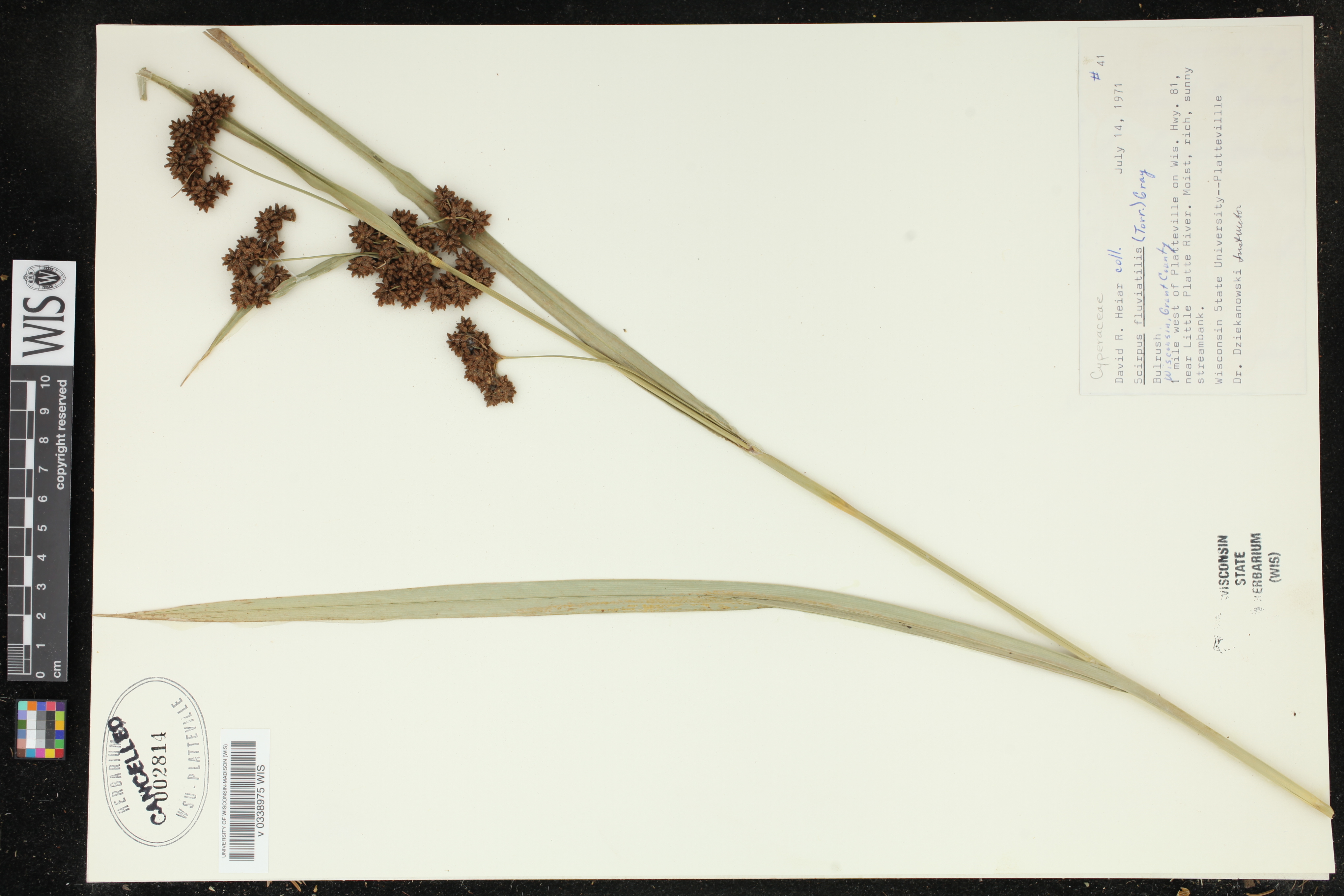 Bolboschoenus fluviatilis image