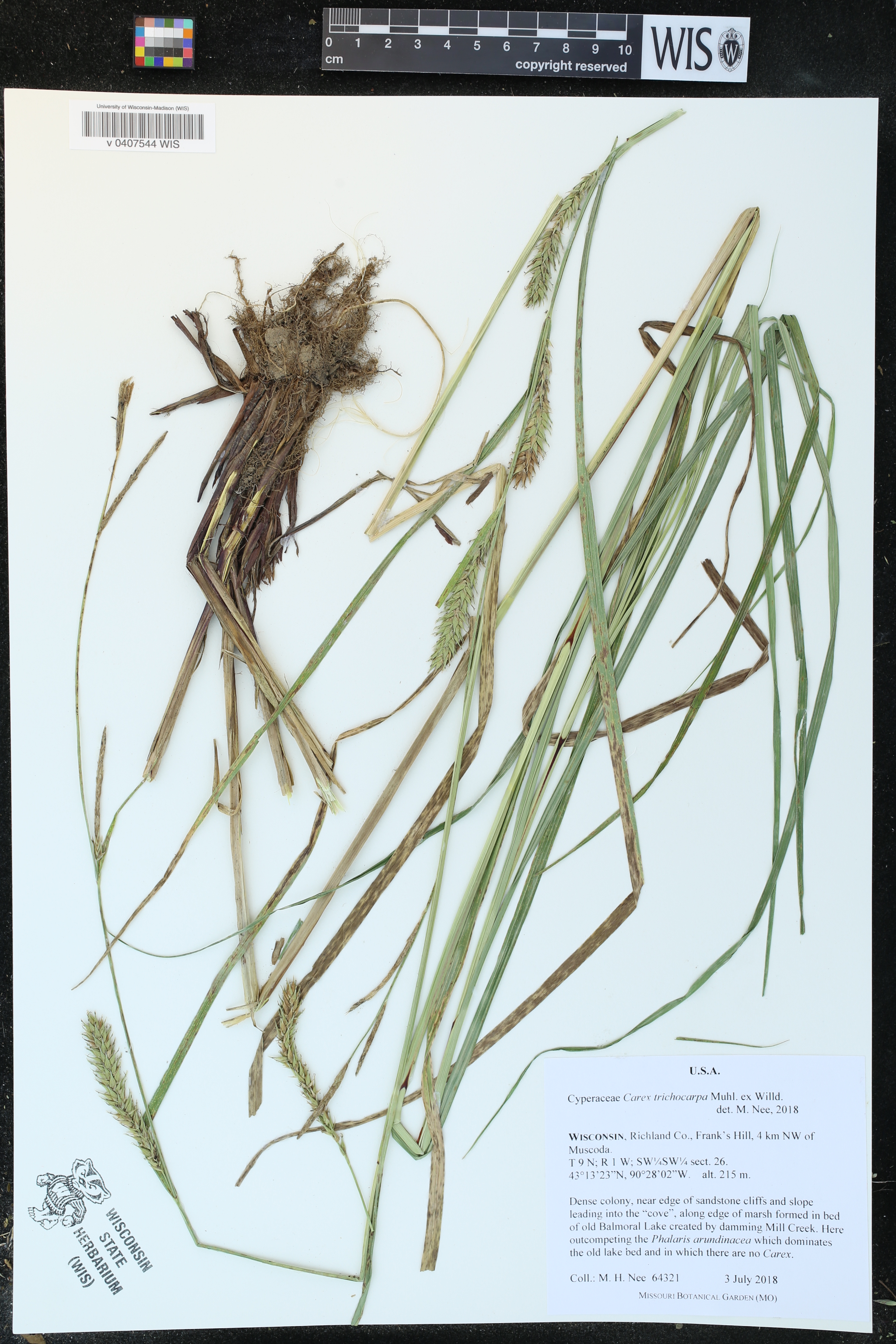 Carex trichocarpa image