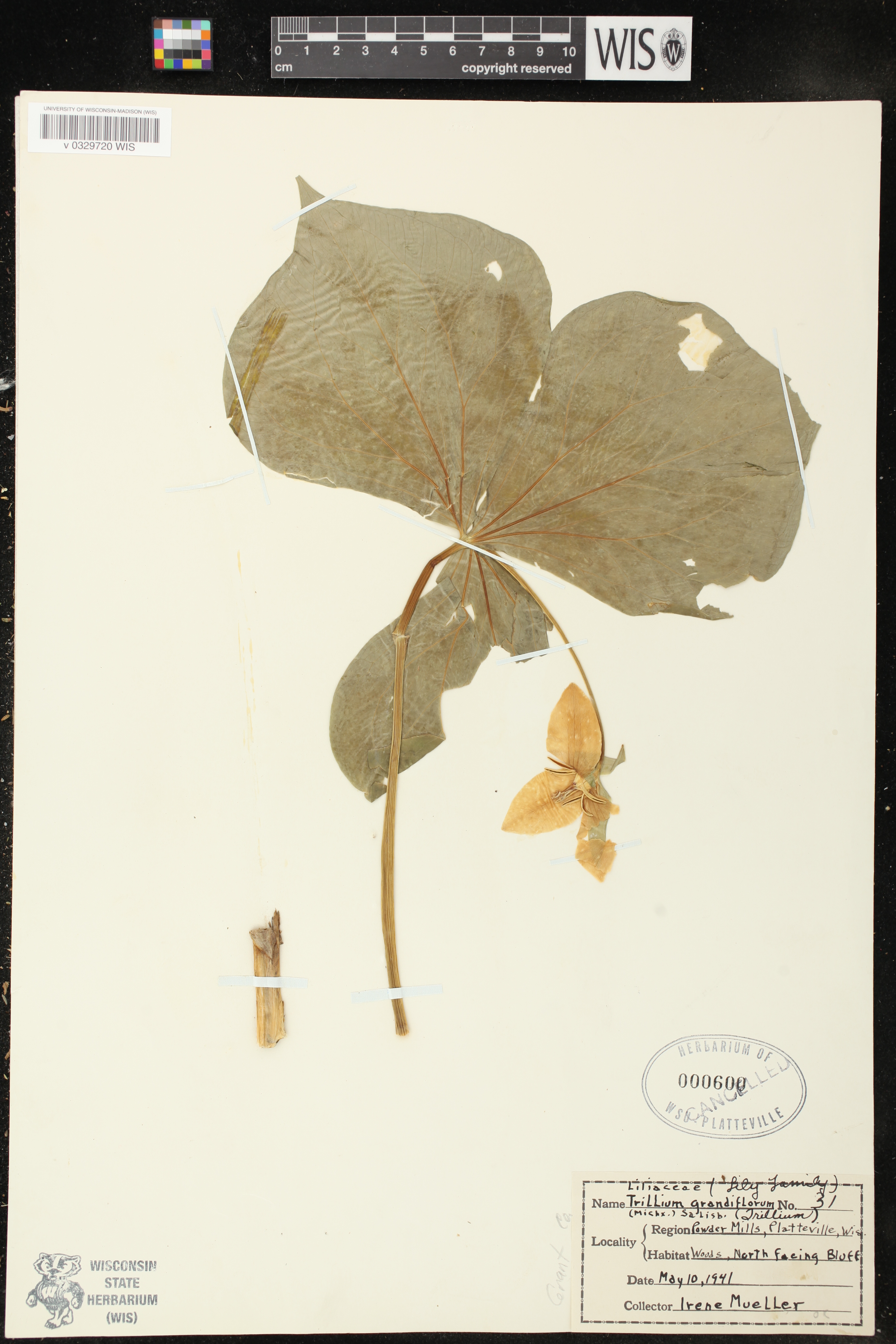 Trillium grandiflorum image