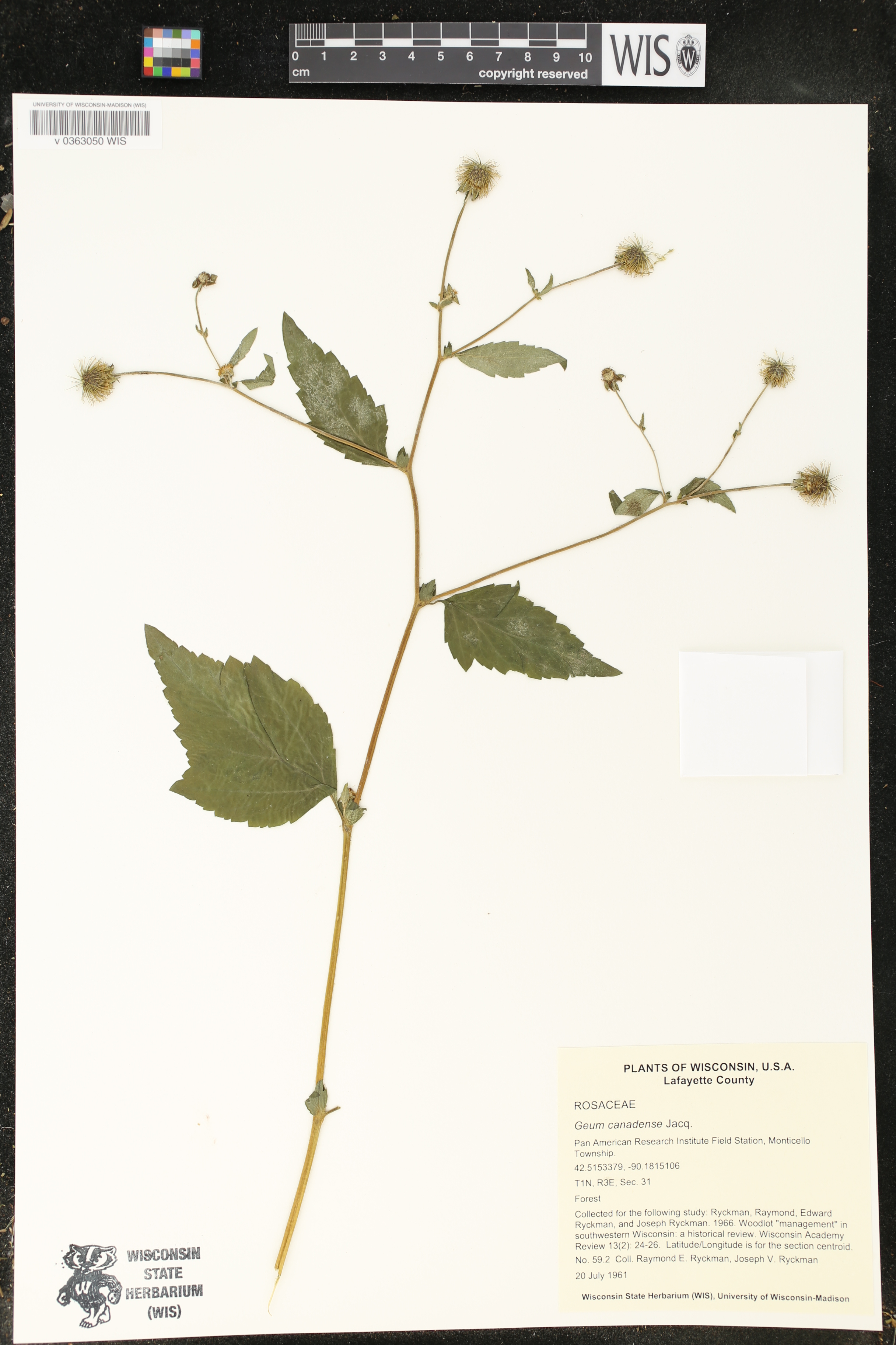 Geum canadense image