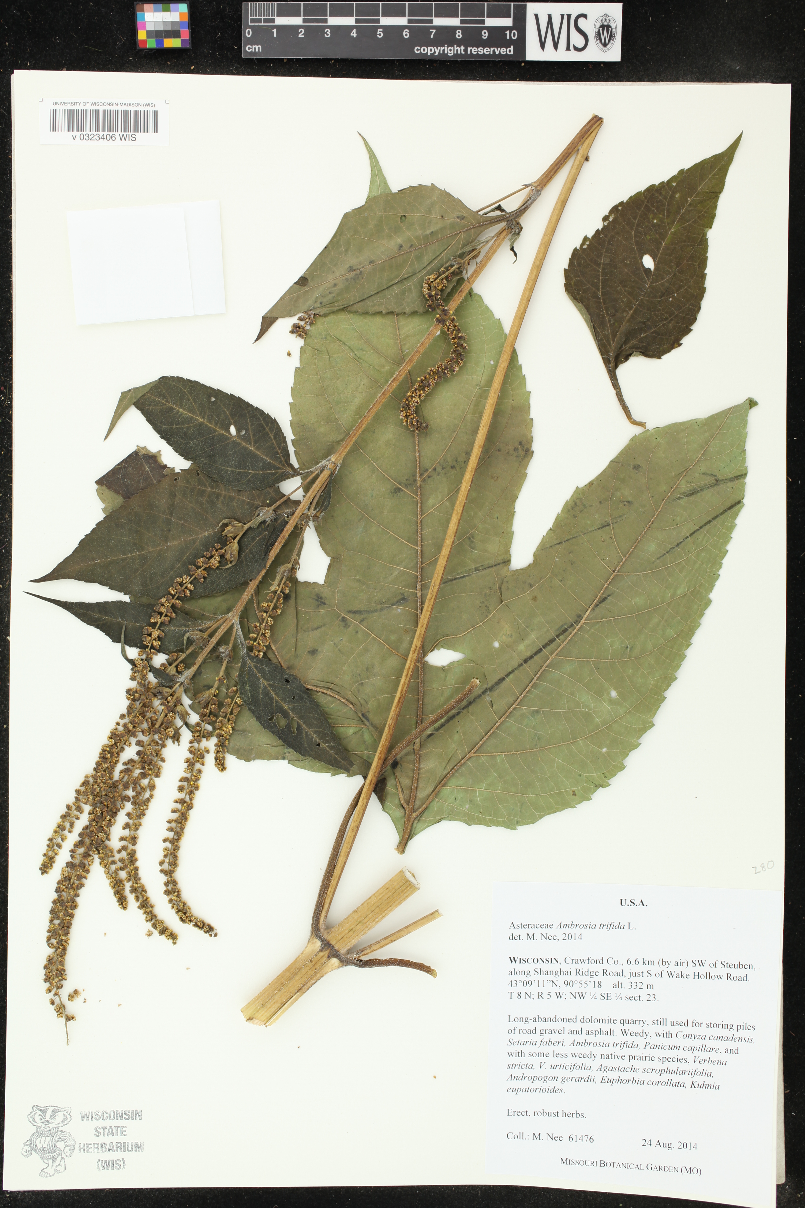 Ambrosia trifida image