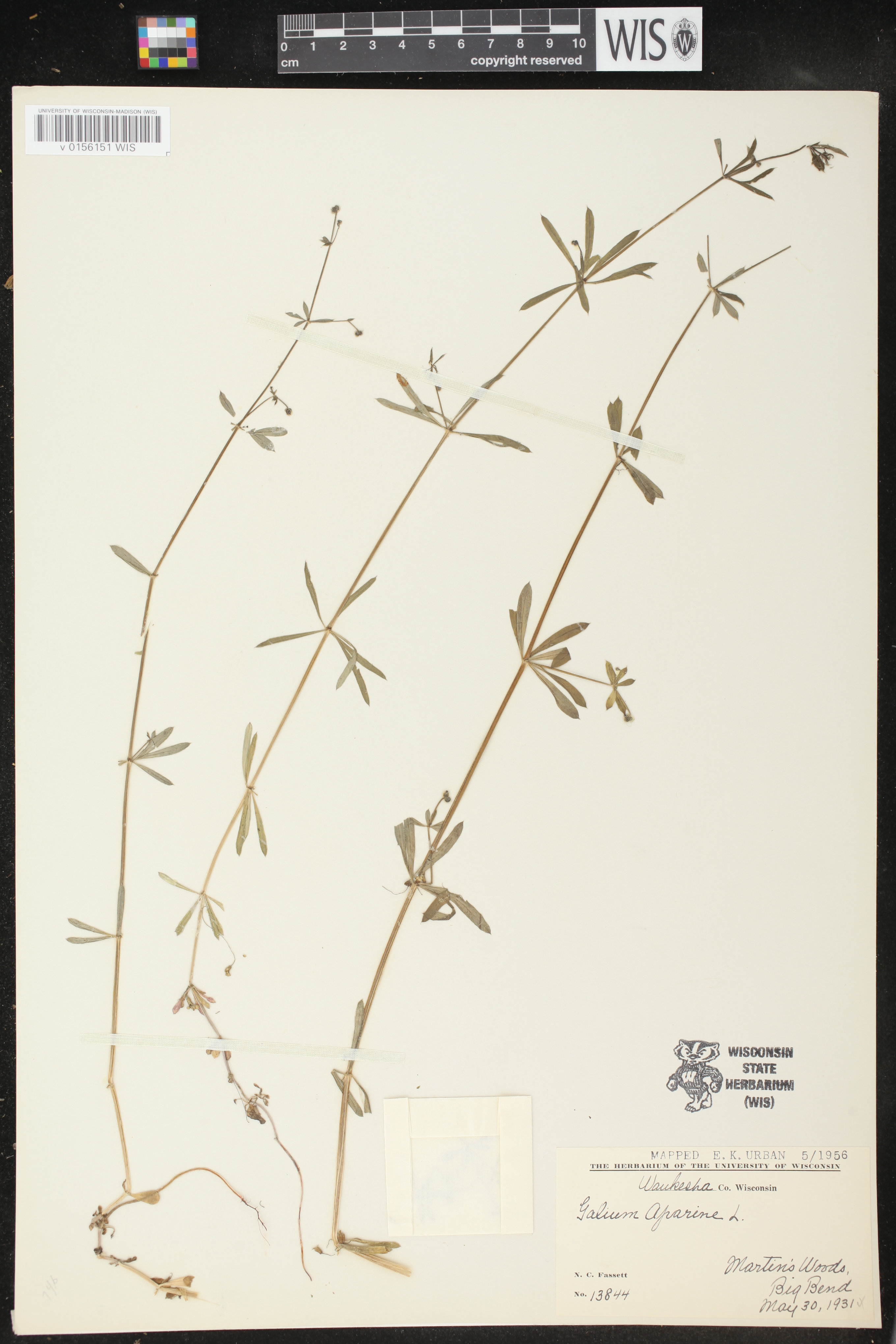 Galium aparine image