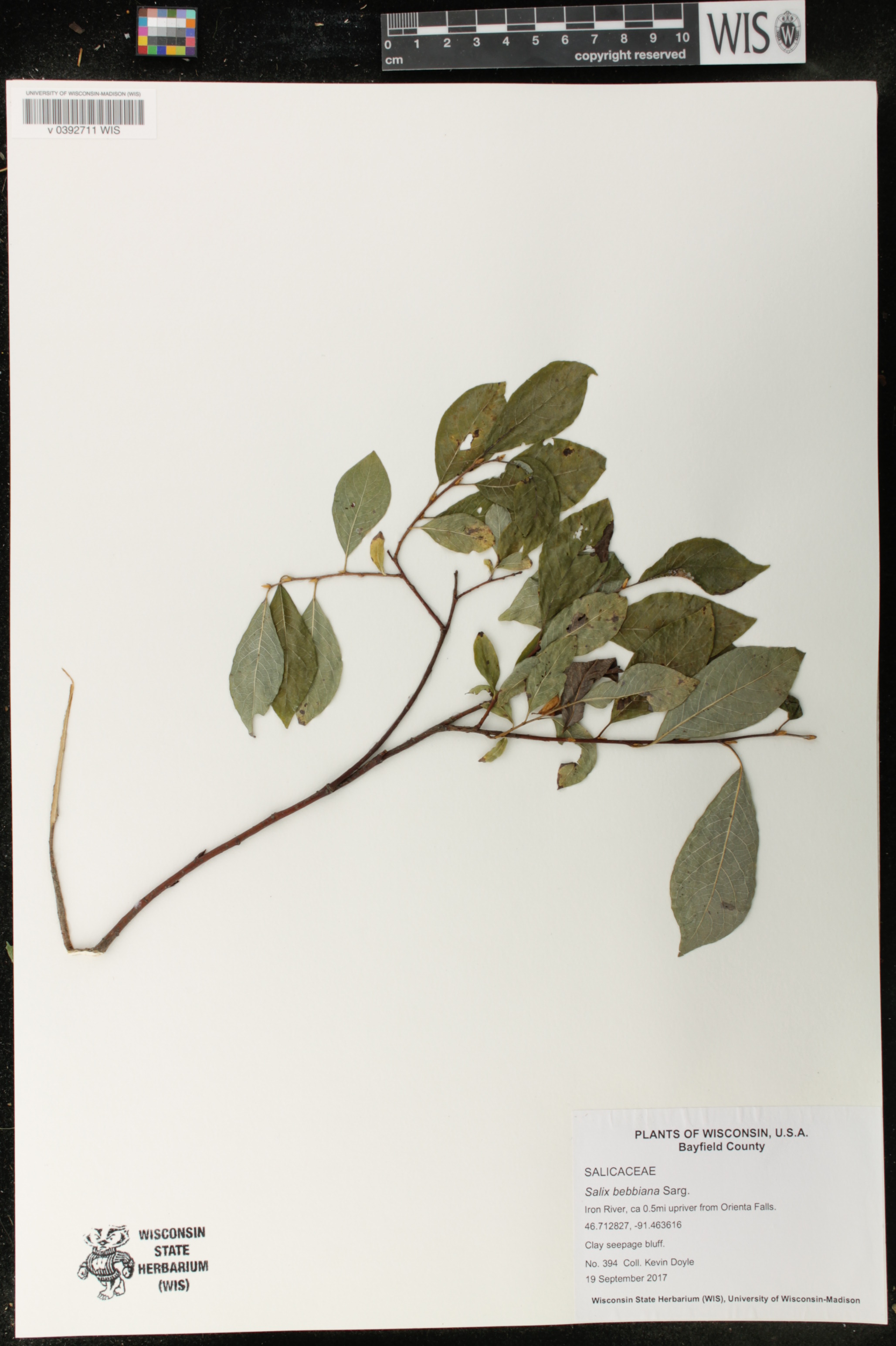Salix bebbiana image