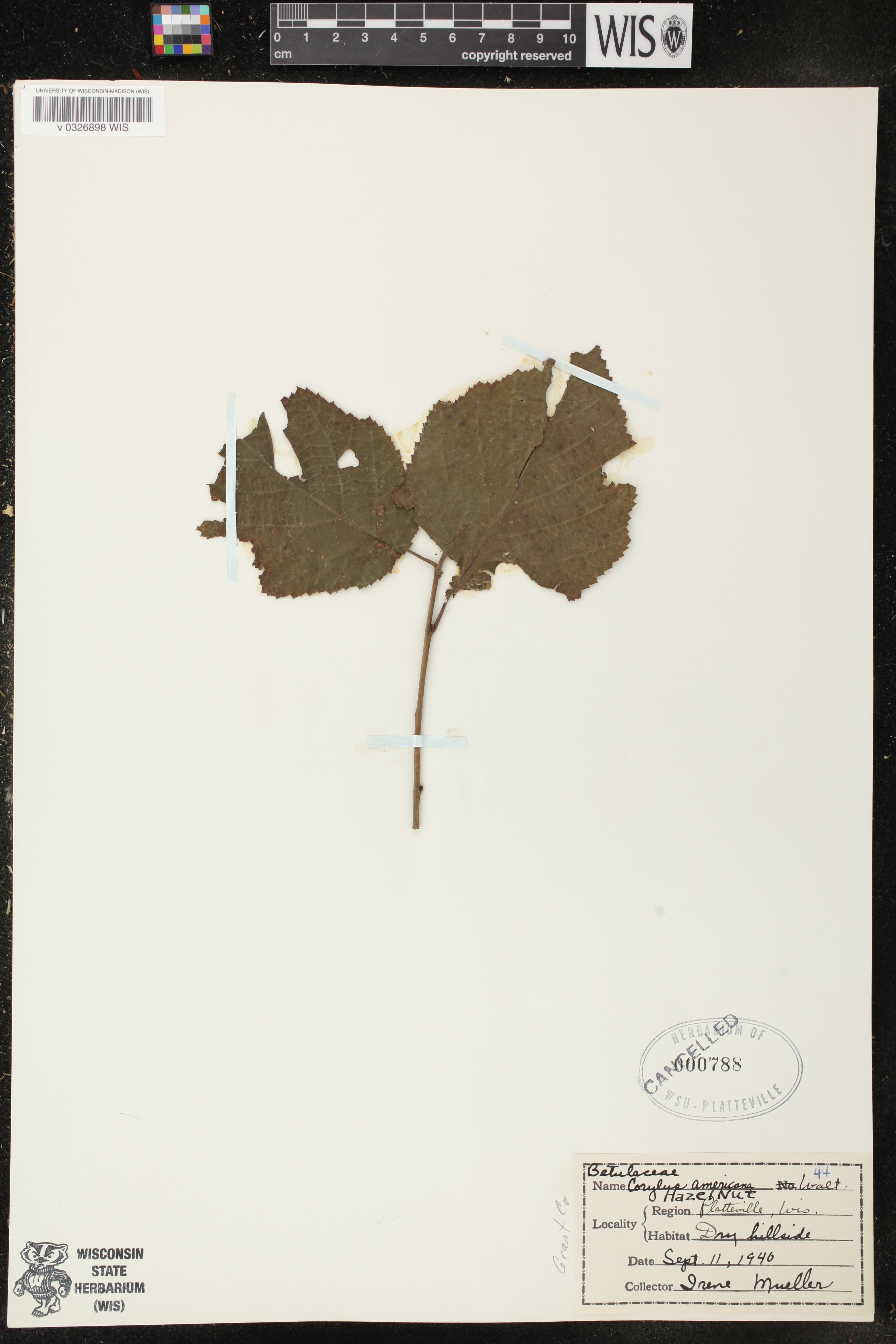 Corylus americana image
