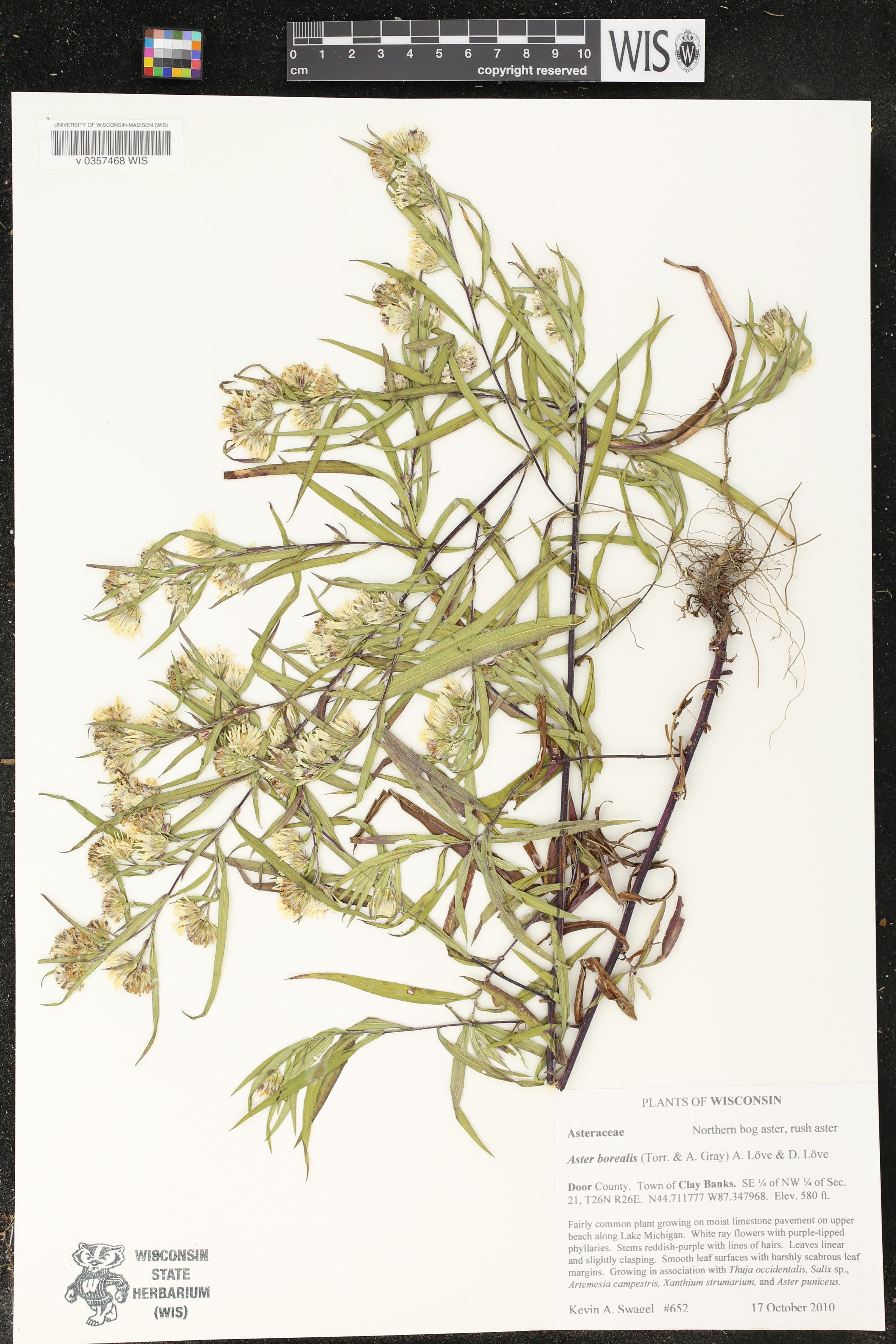 Image of Aster borealis