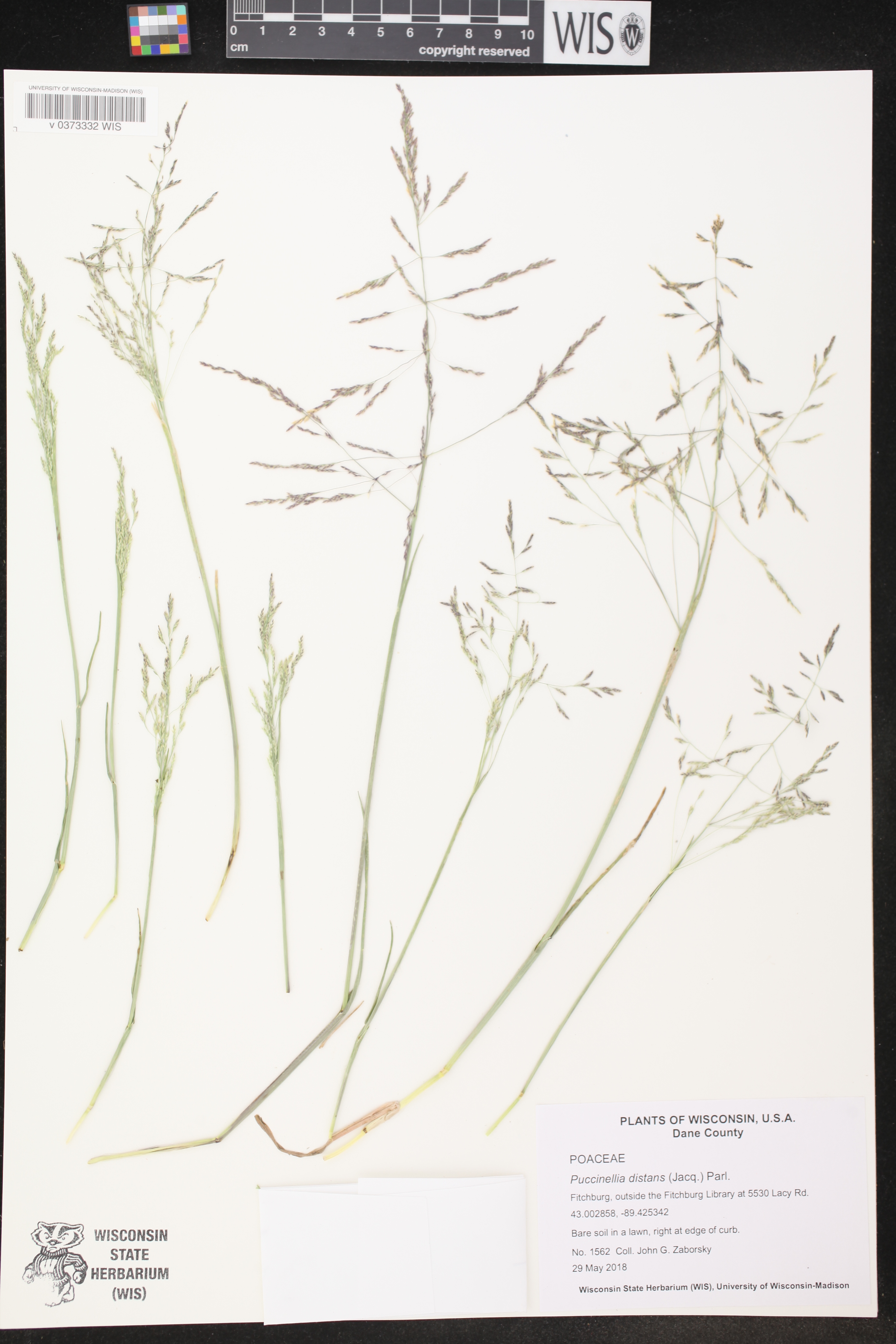 Puccinellia distans image