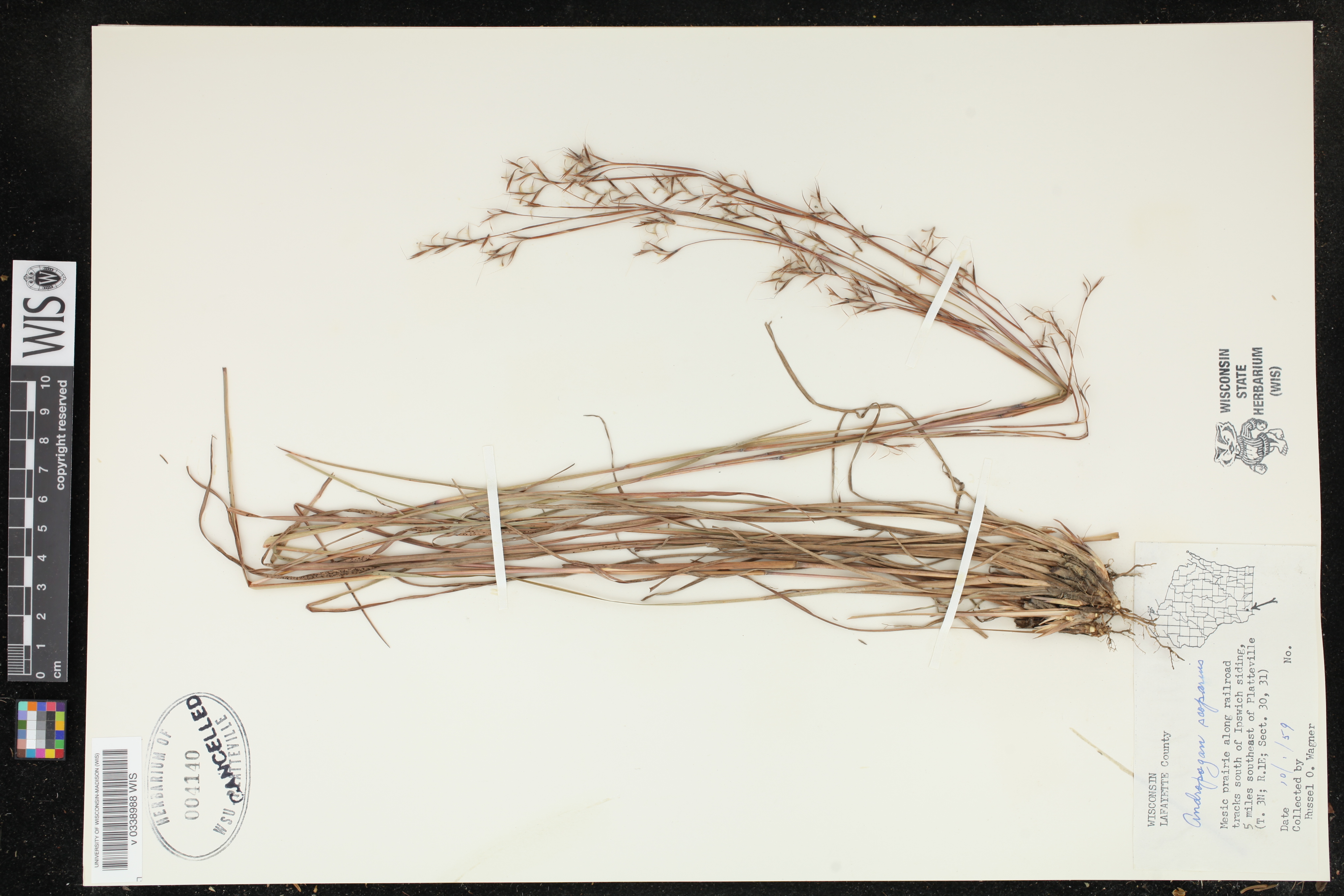 Schizachyrium scoparium image