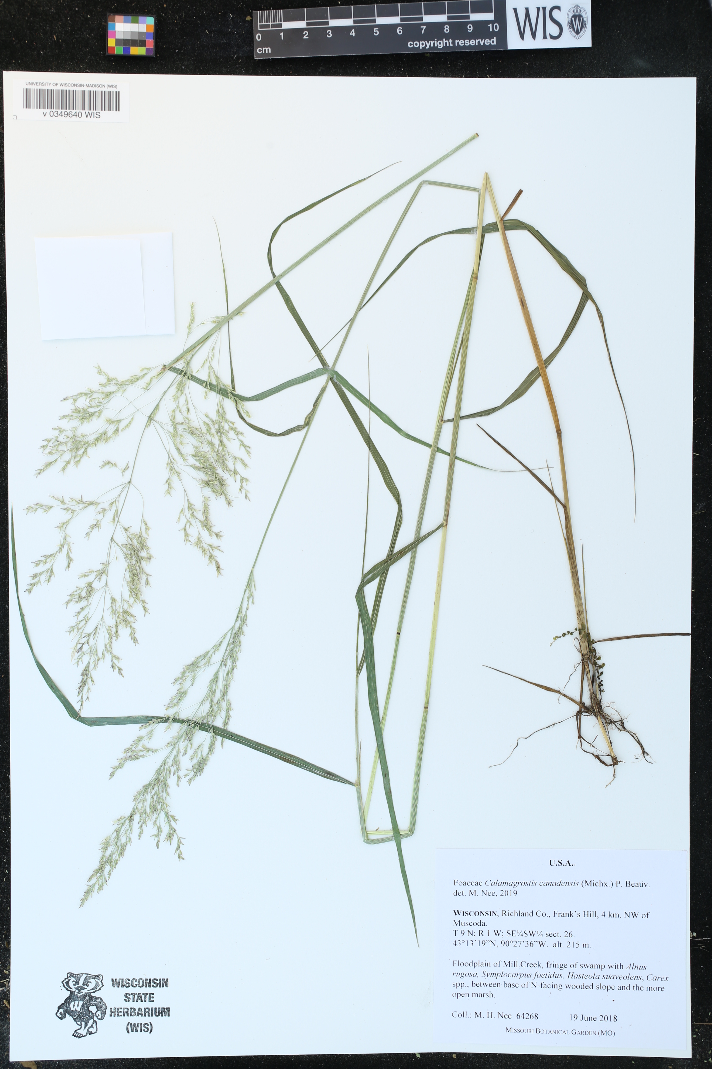 Calamagrostis canadensis image