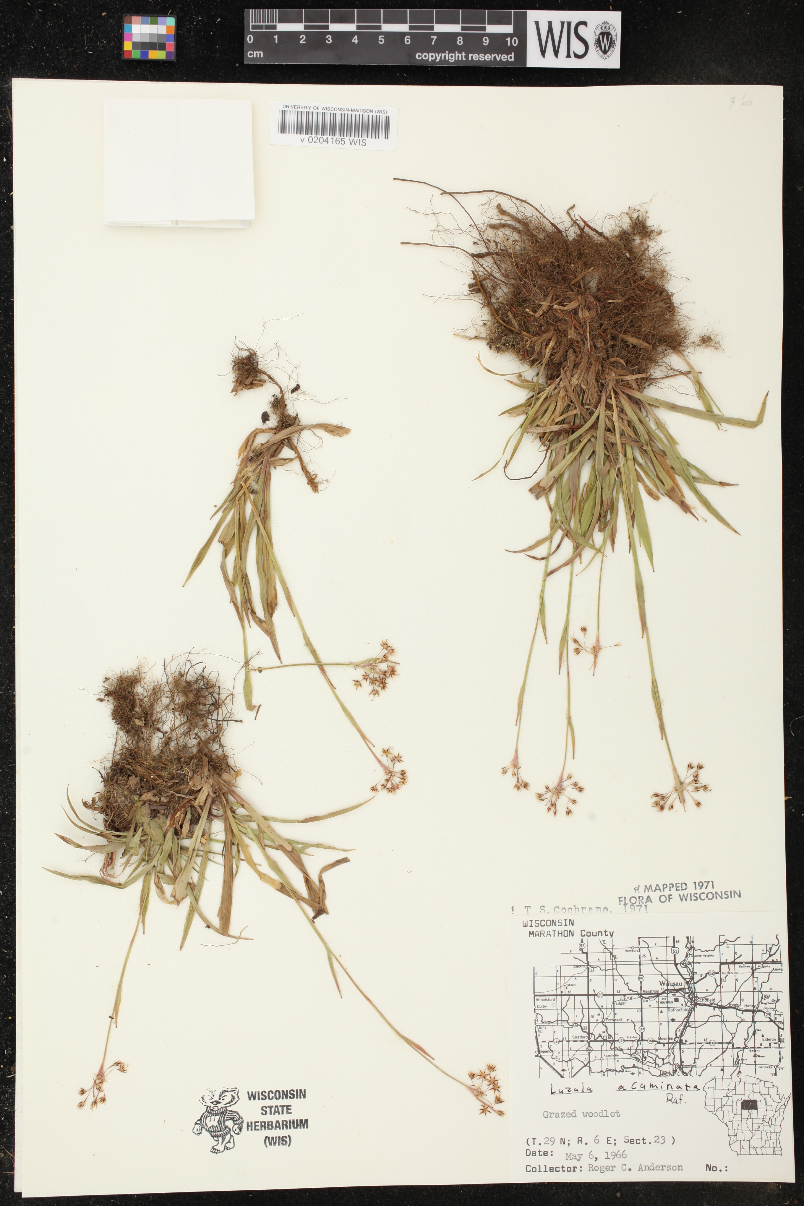 Luzula acuminata image