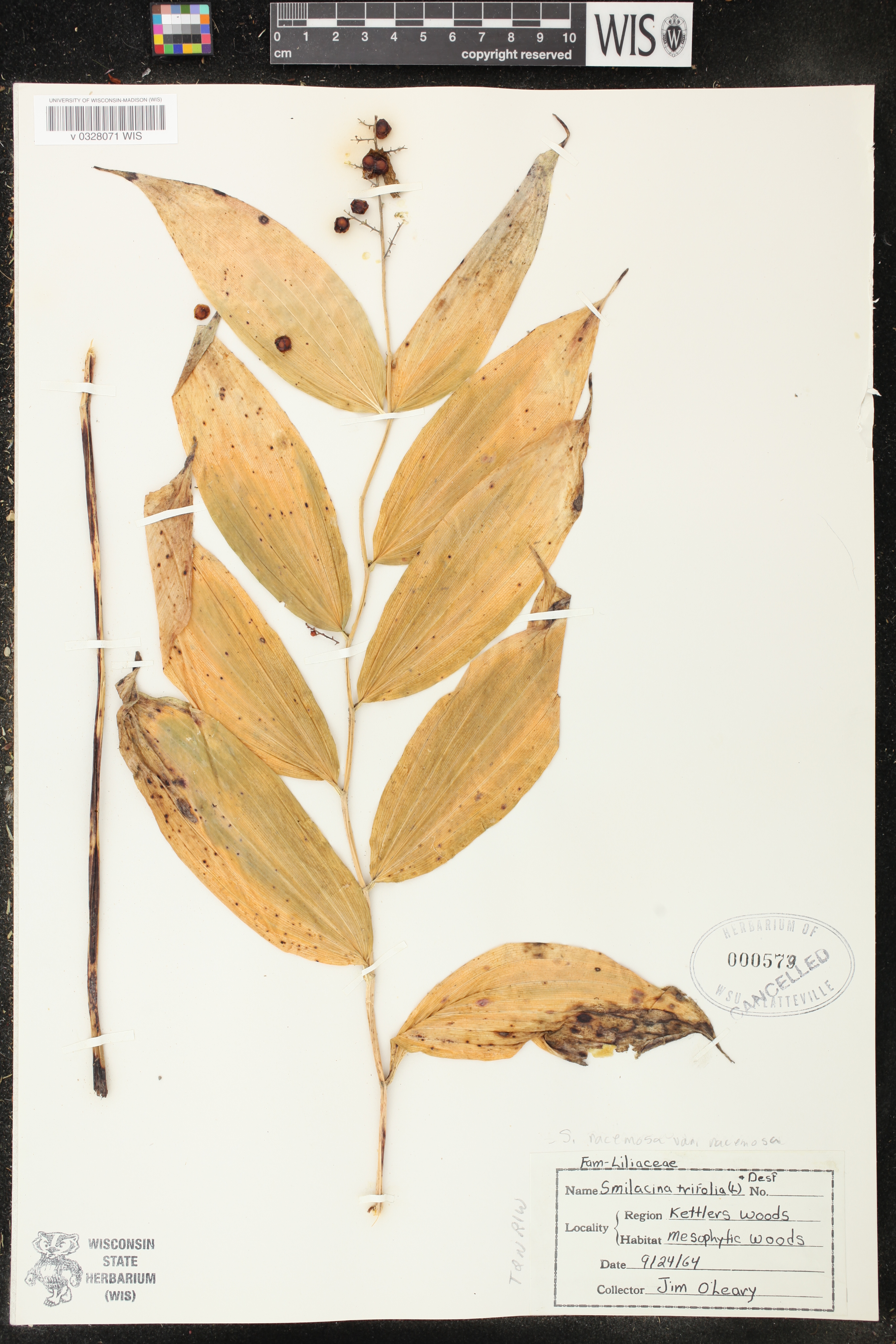 Maianthemum racemosum image