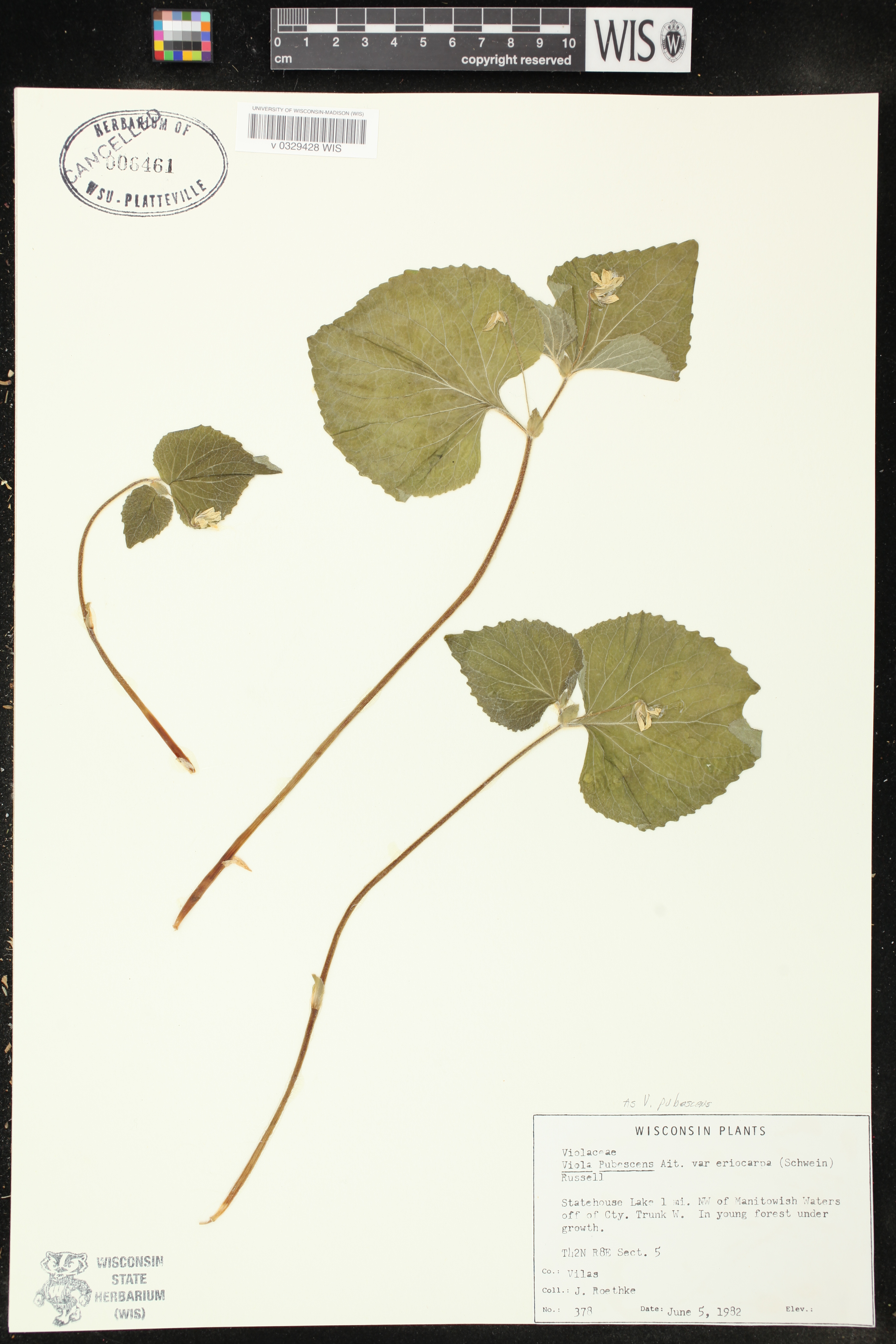 Viola pubescens image