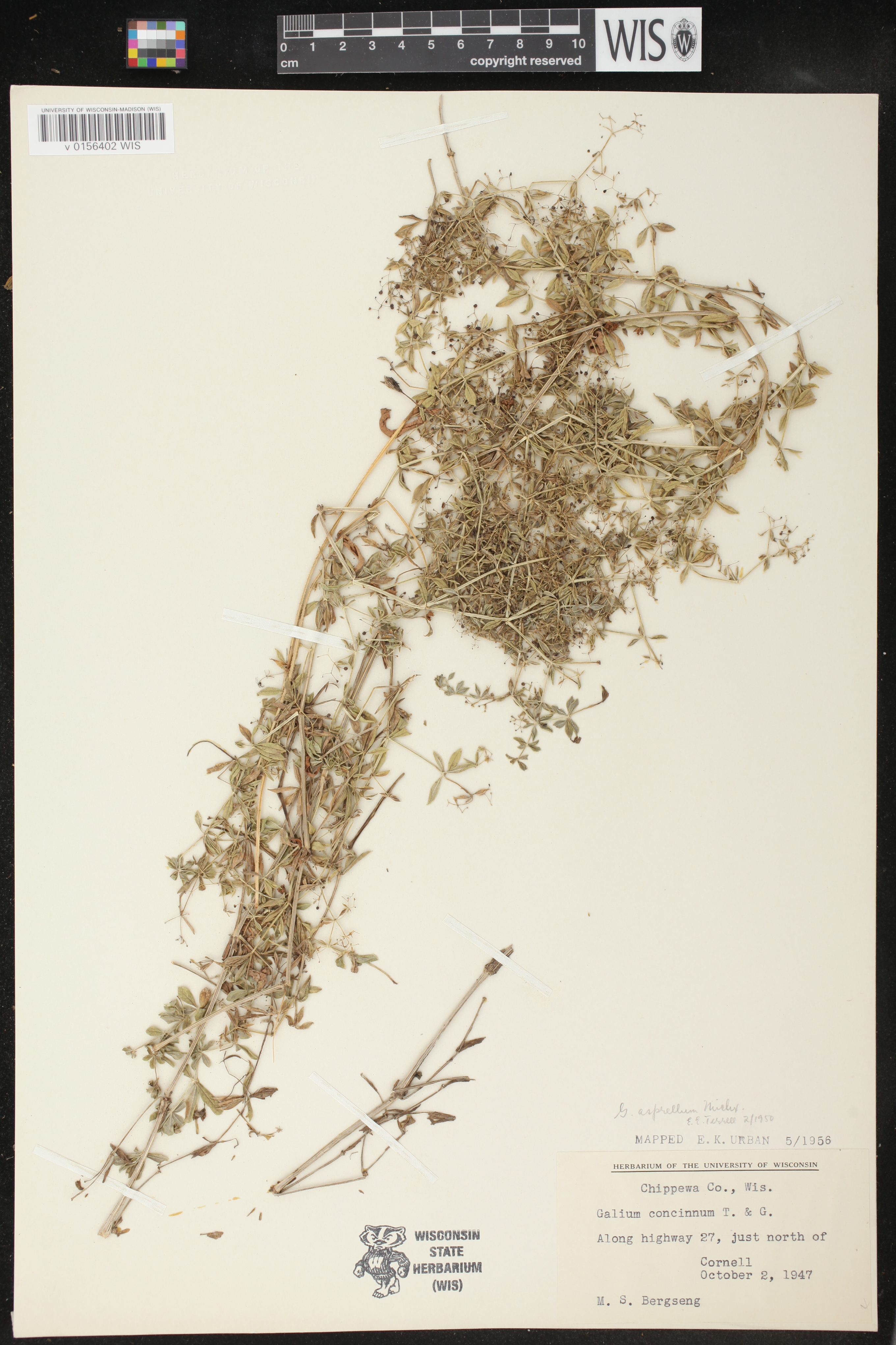 Galium asprellum image