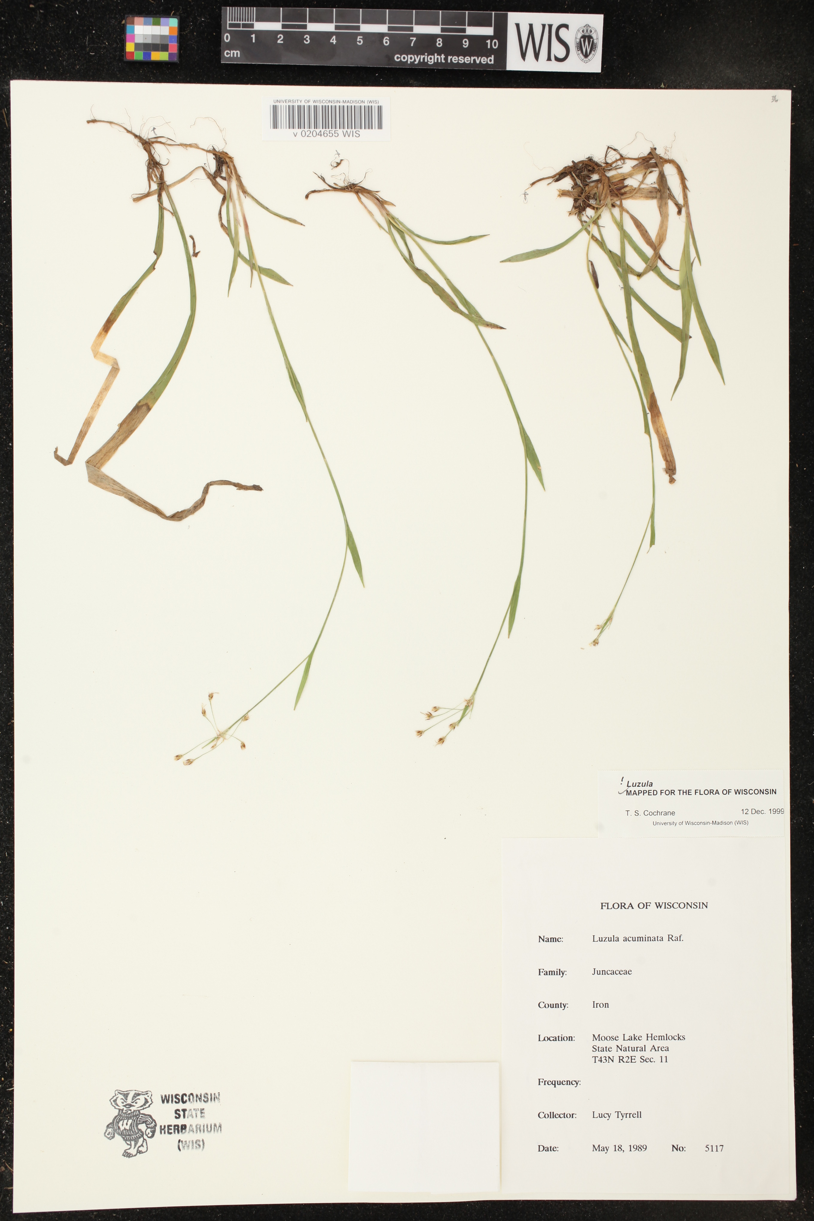 Luzula acuminata image