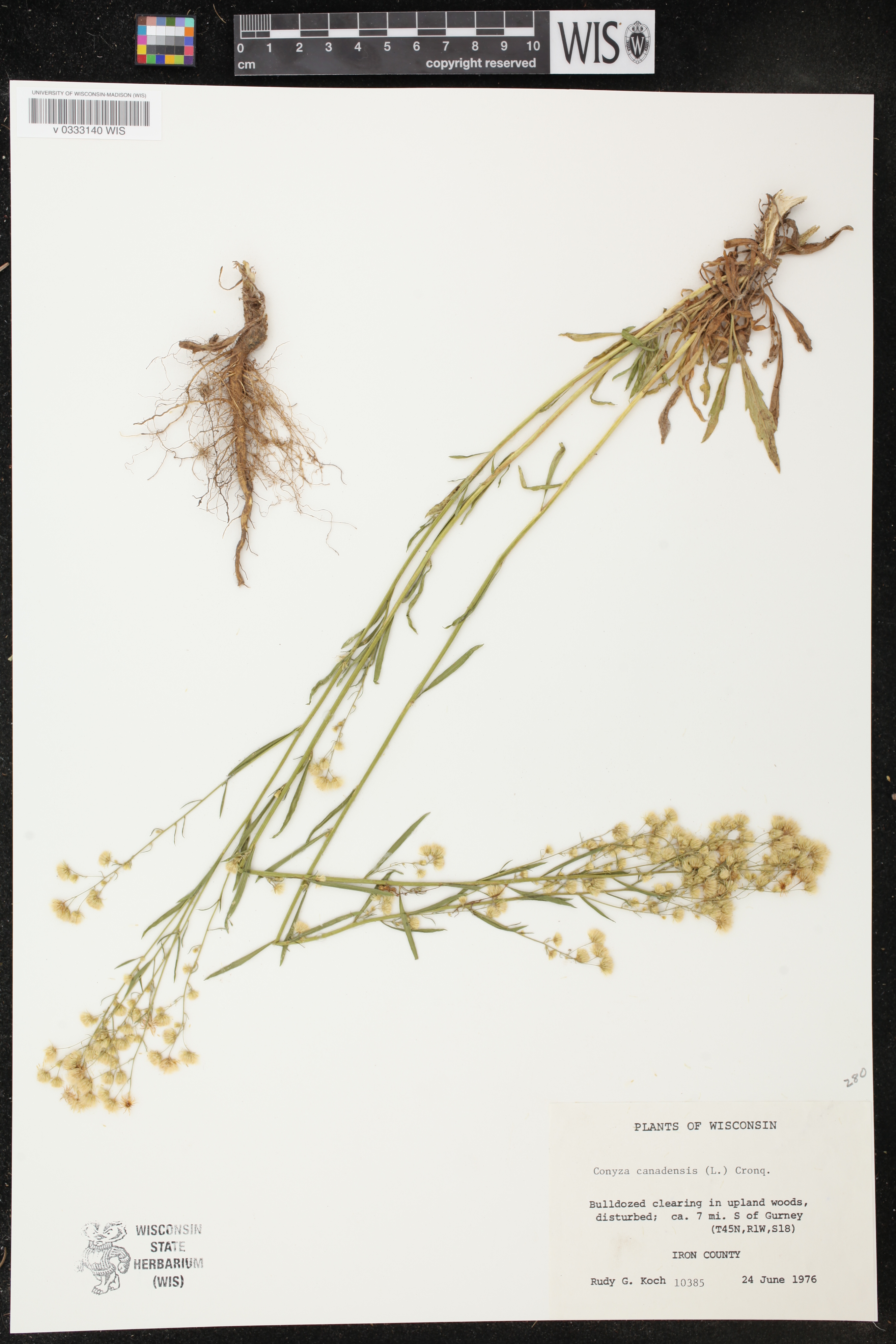 Conyza canadensis image
