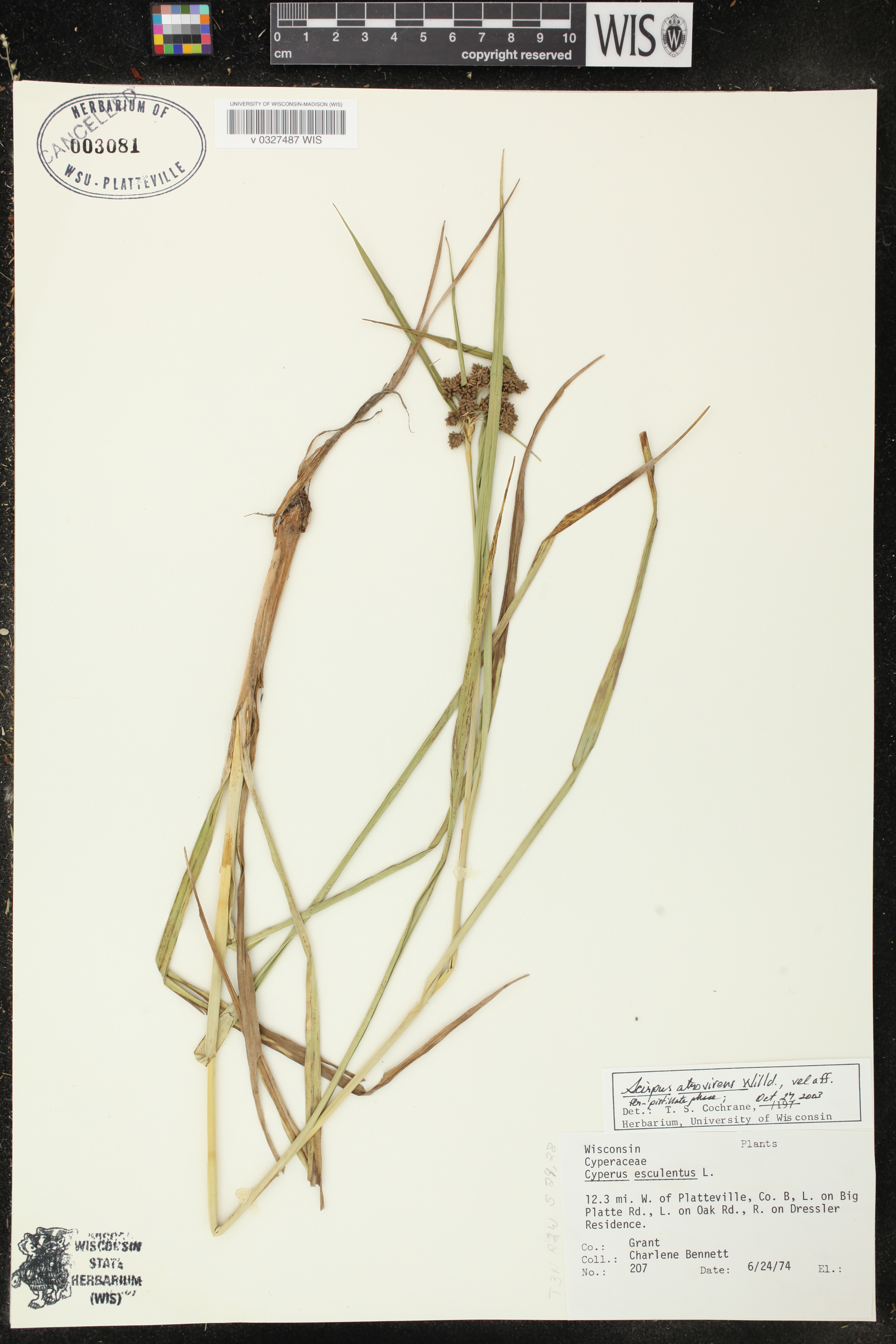 Scirpus atrovirens image