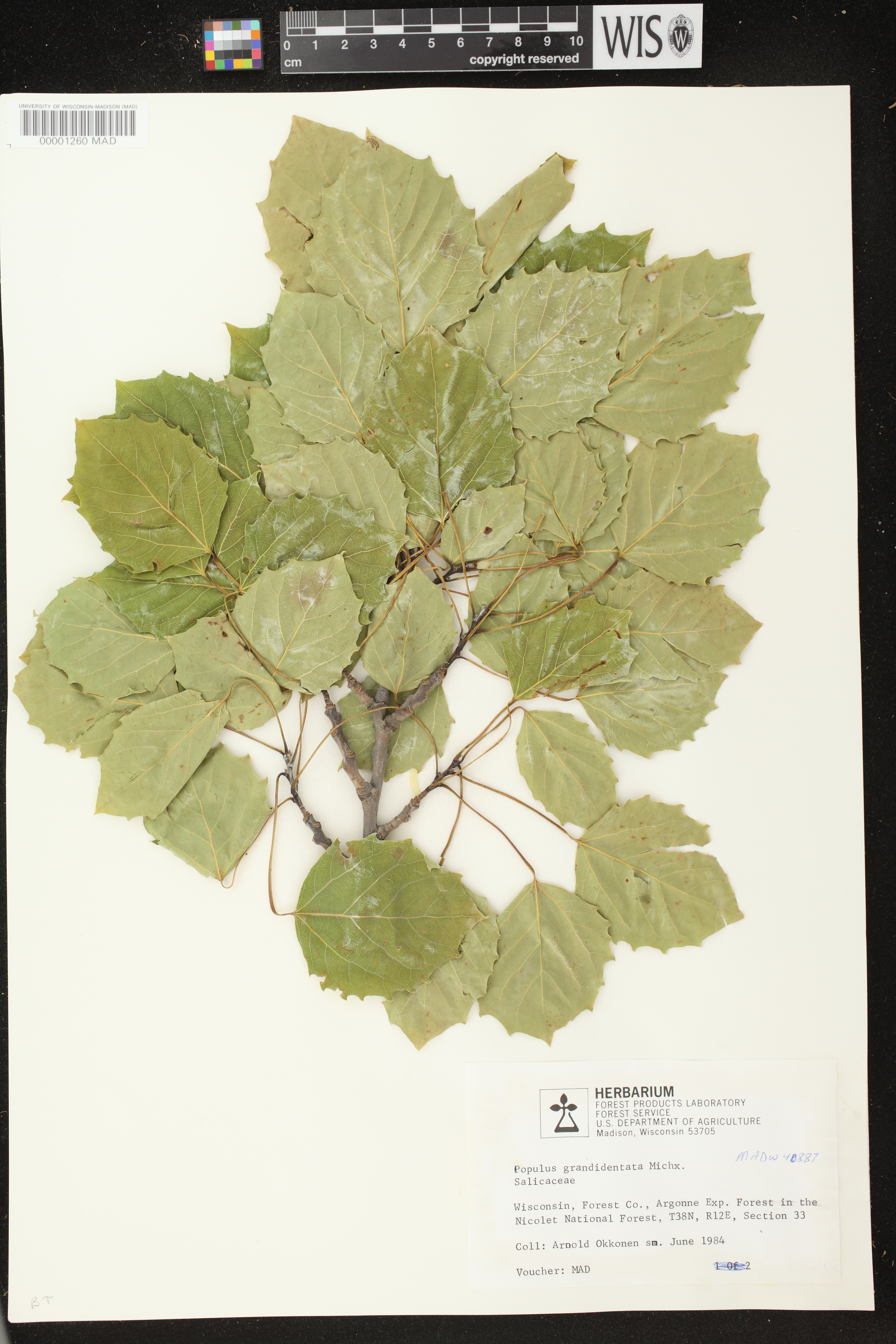Populus grandidentata image