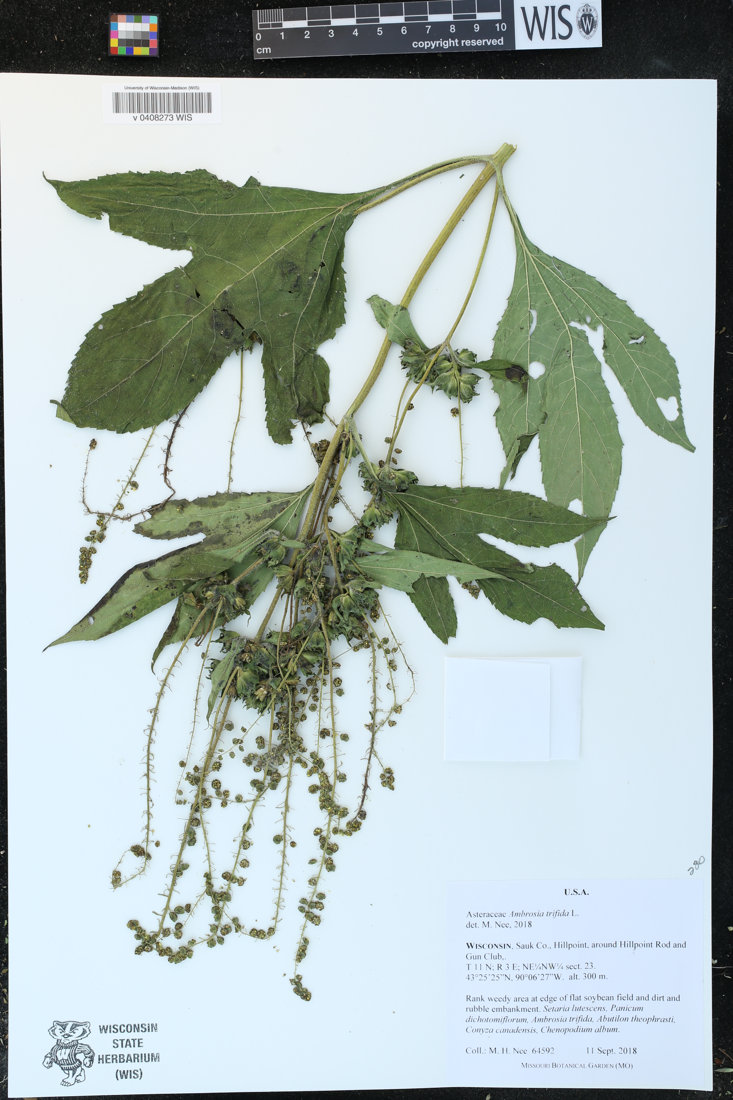 Ambrosia trifida image