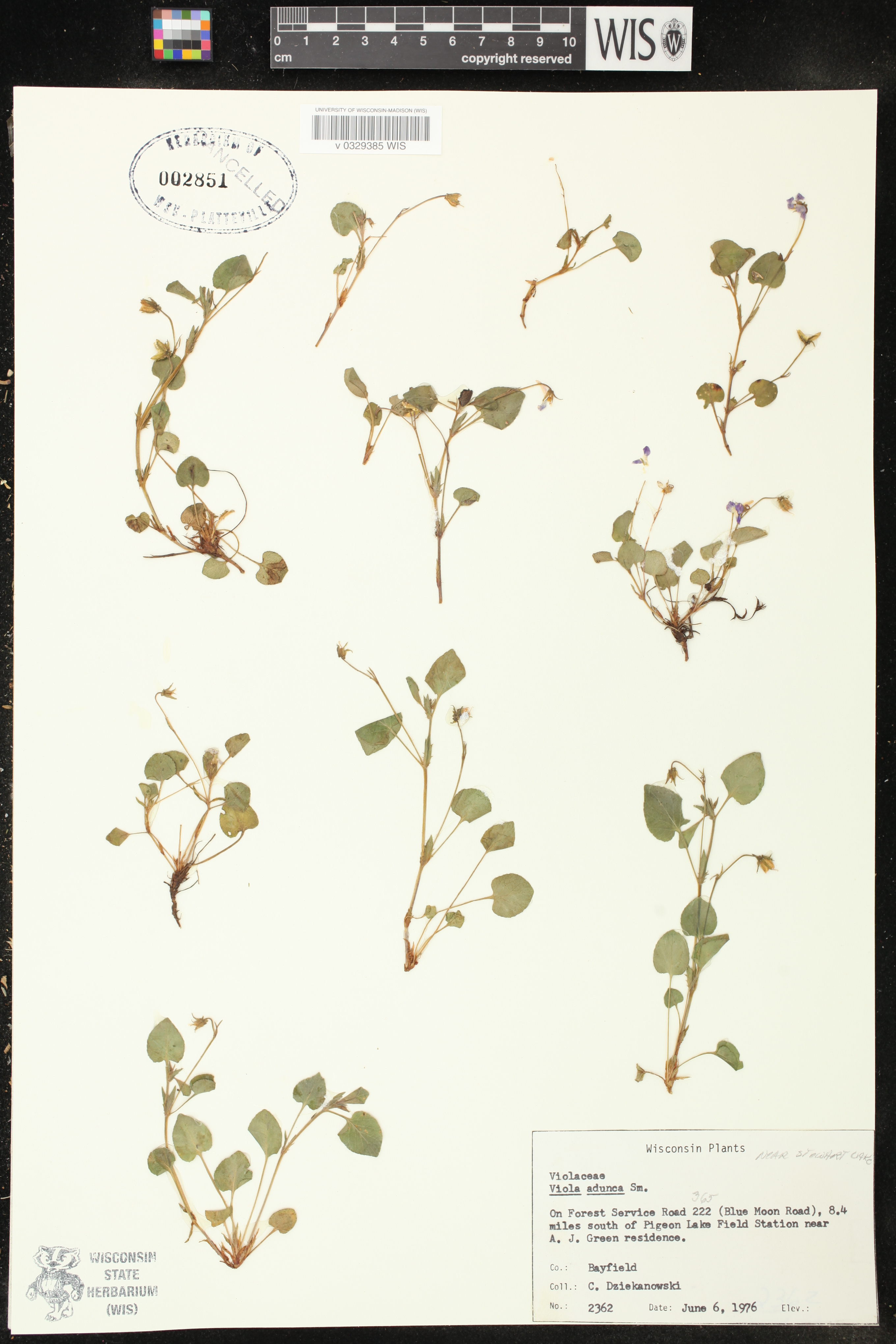 Viola adunca image